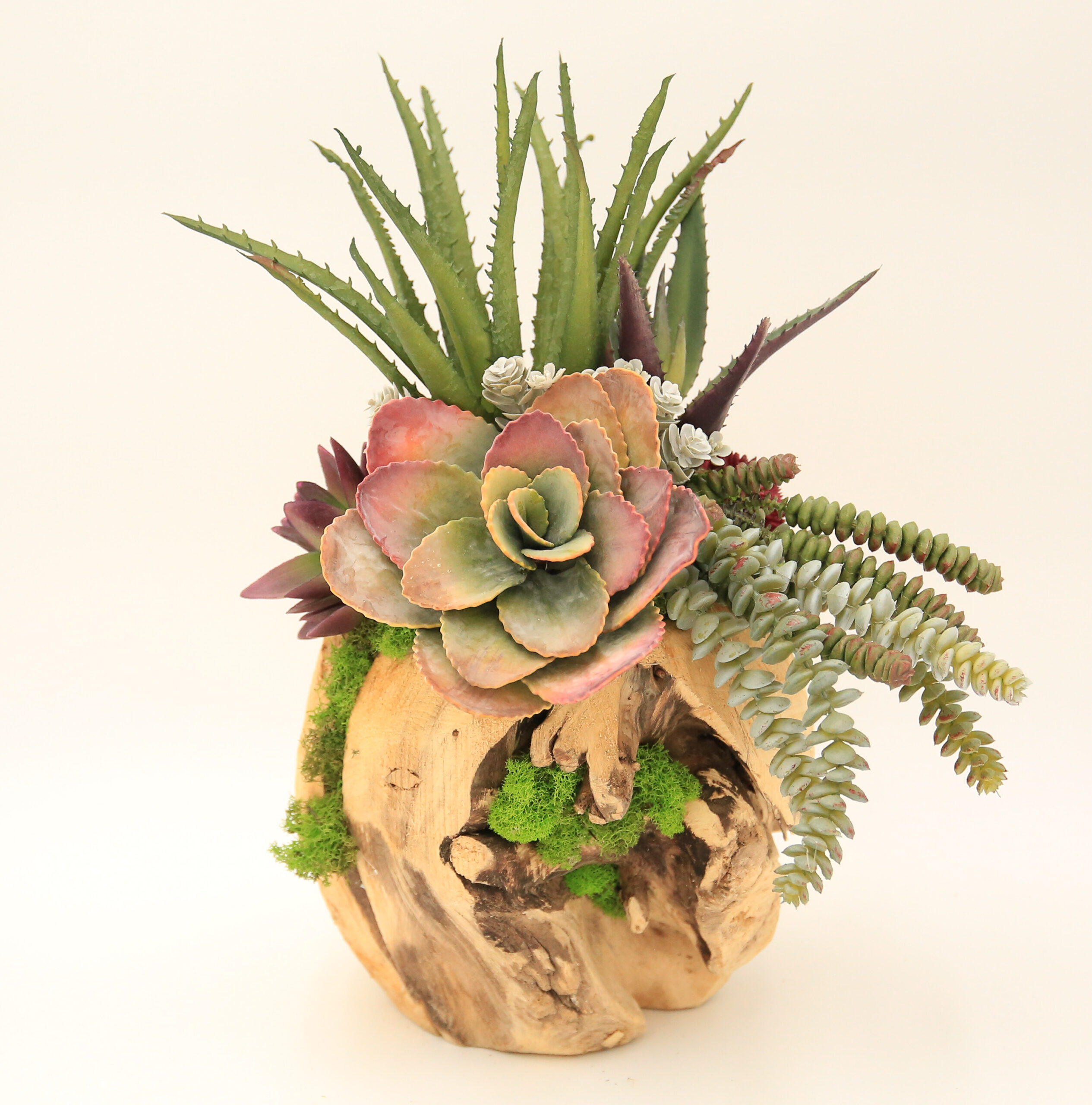 8" Orb Succulent - Image 2