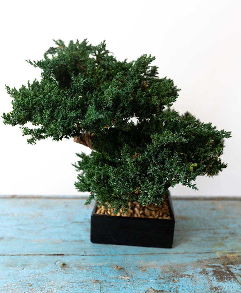 Bonsai