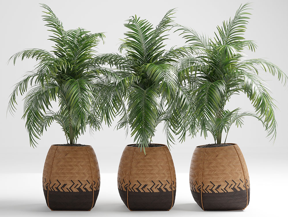 Palms