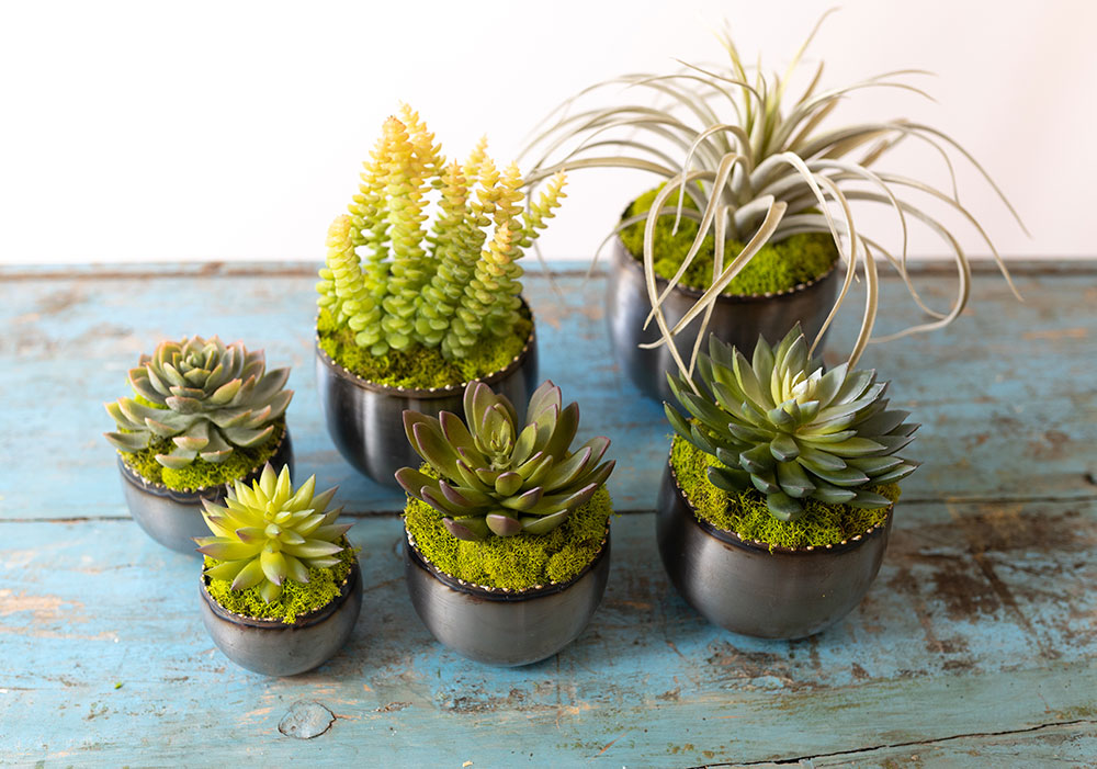Succulents