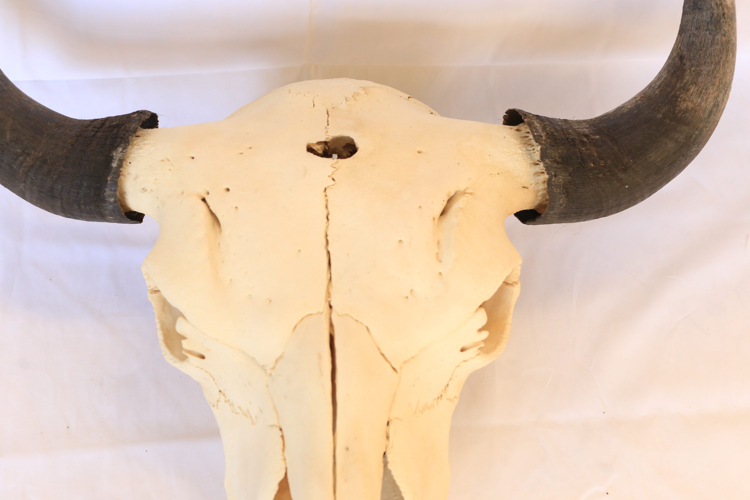 Buffalo Skull - Image 3
