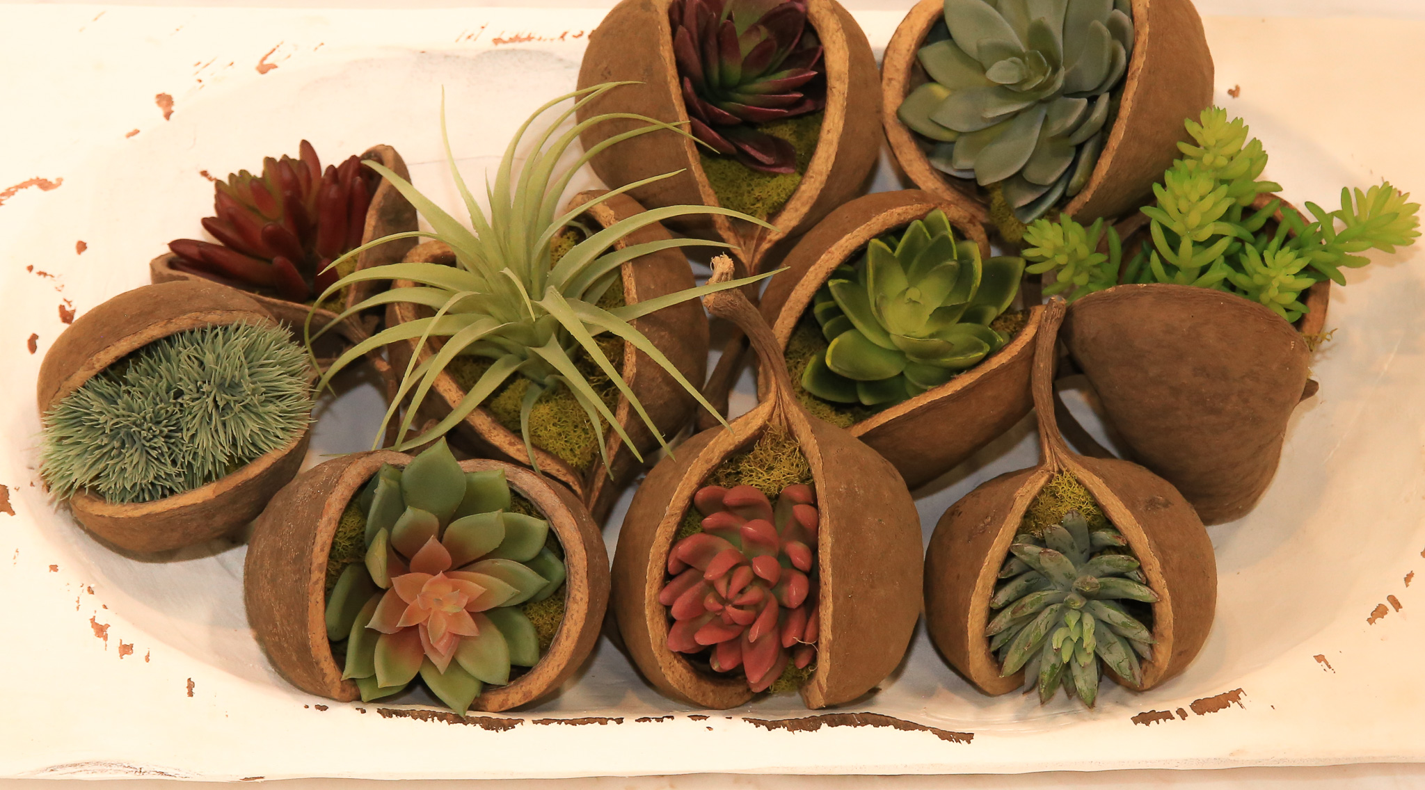 Buddha Nuts with Succulents (set of 10) - Image 3