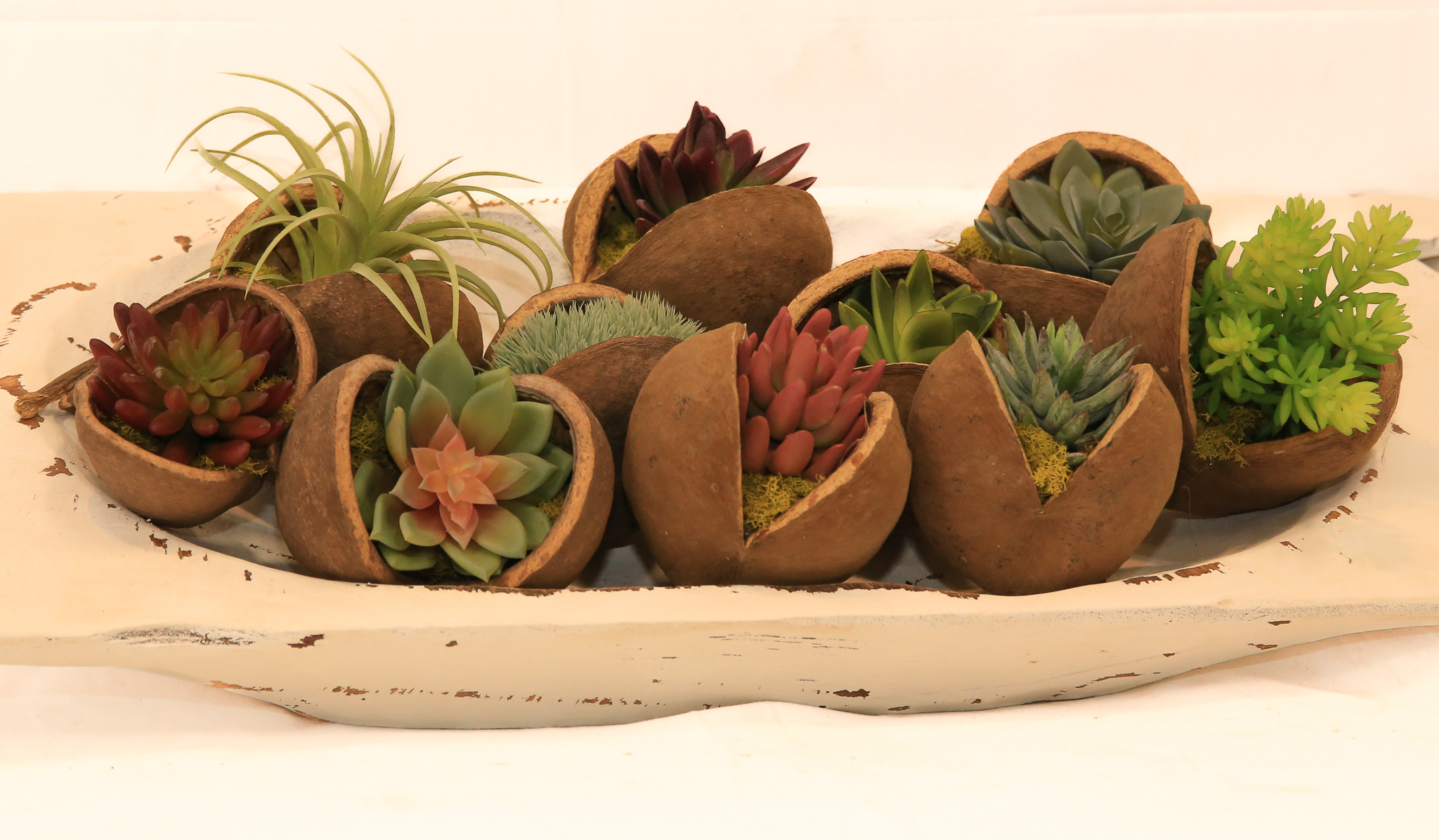 Buddha Nuts with Succulents (set of 10) - Image 2
