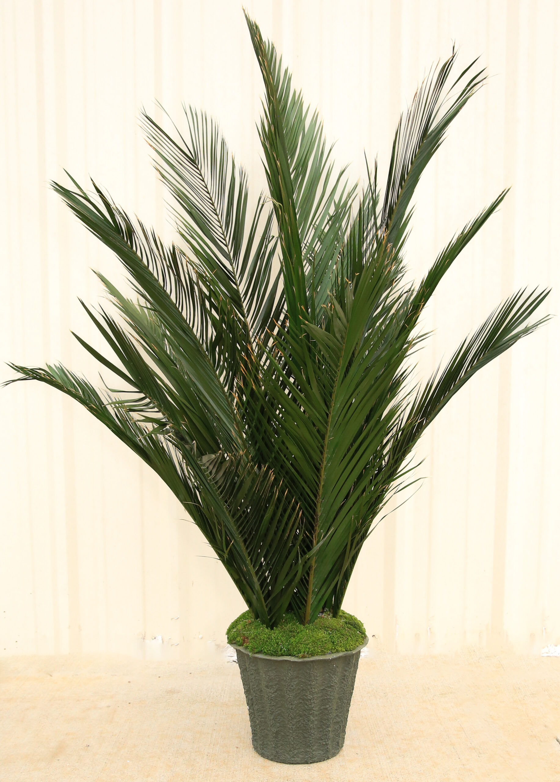 Palms