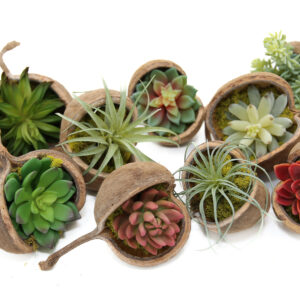 Buddha Nuts with Succulents (set of 10)