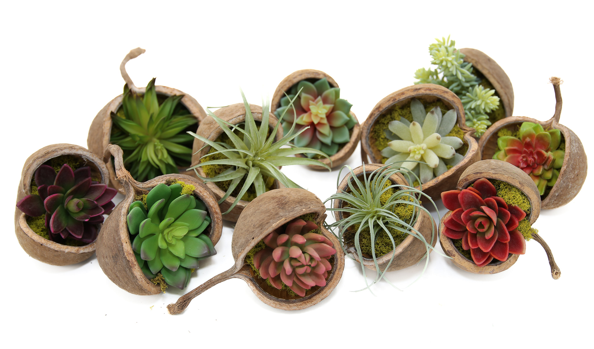 Buddha Nuts with Succulents (set of 10)