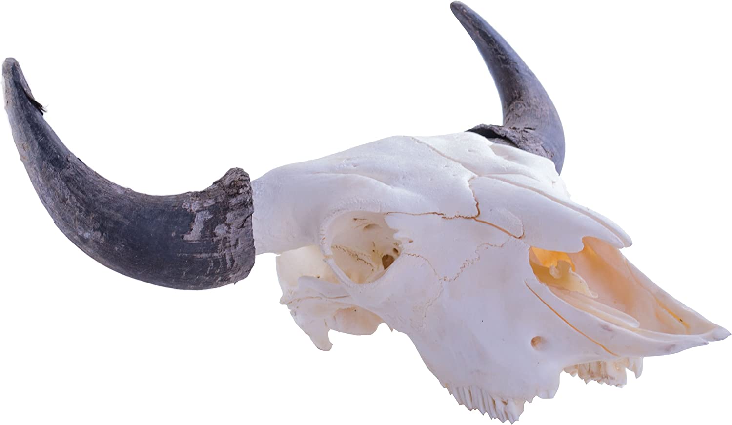 Buffalo Skull - Image 2
