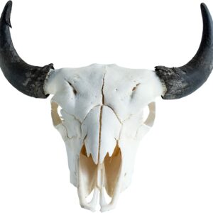 Buffalo Skull