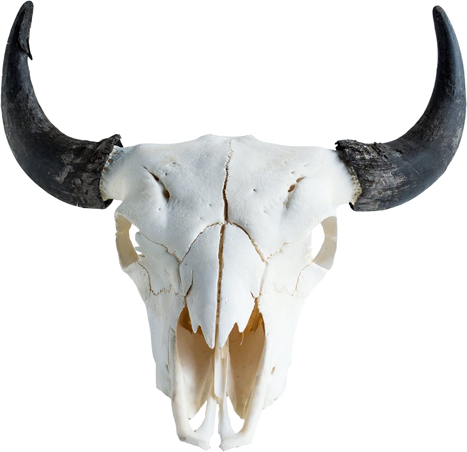 Buffalo Skull