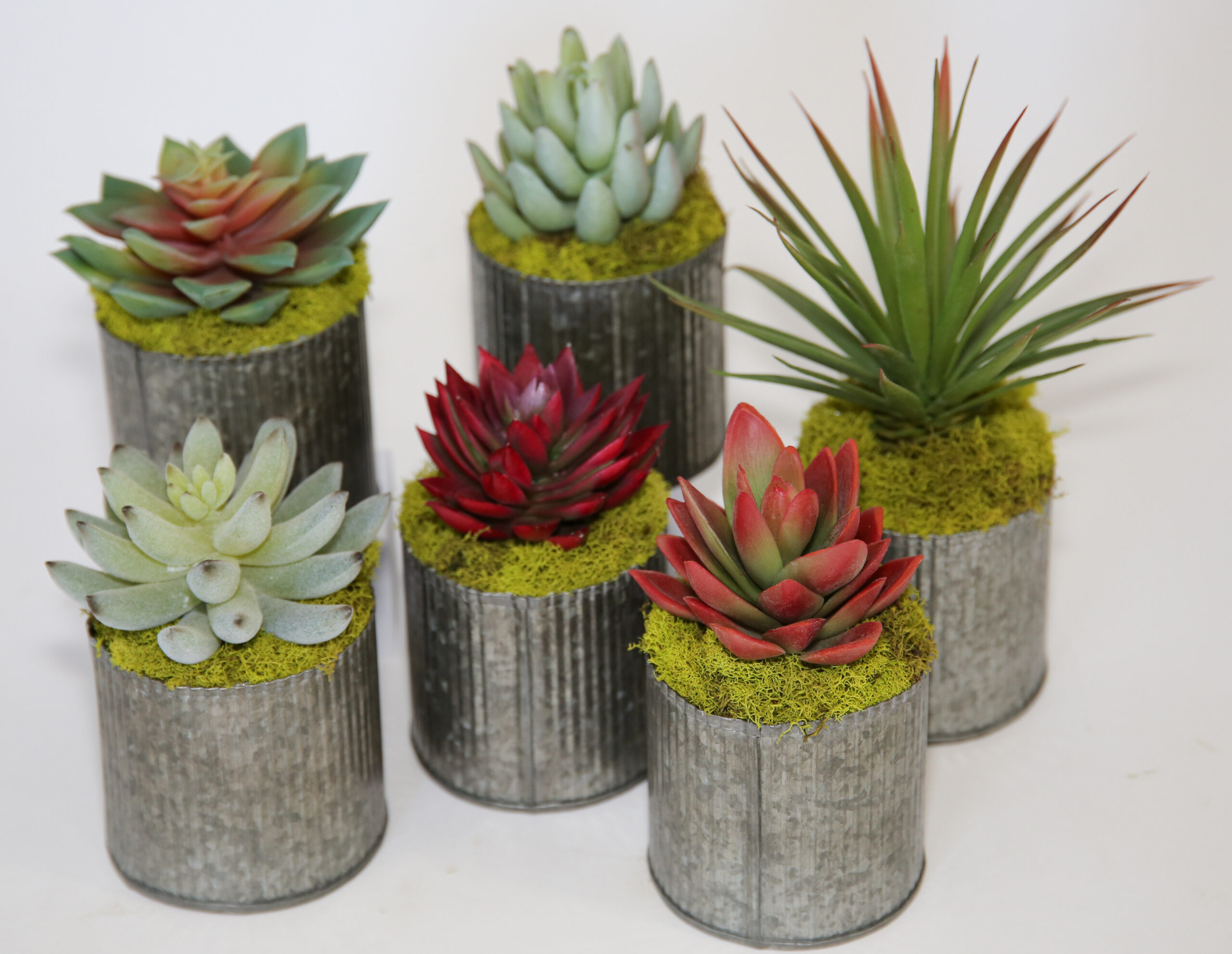 Succulent Tin (set of 6)