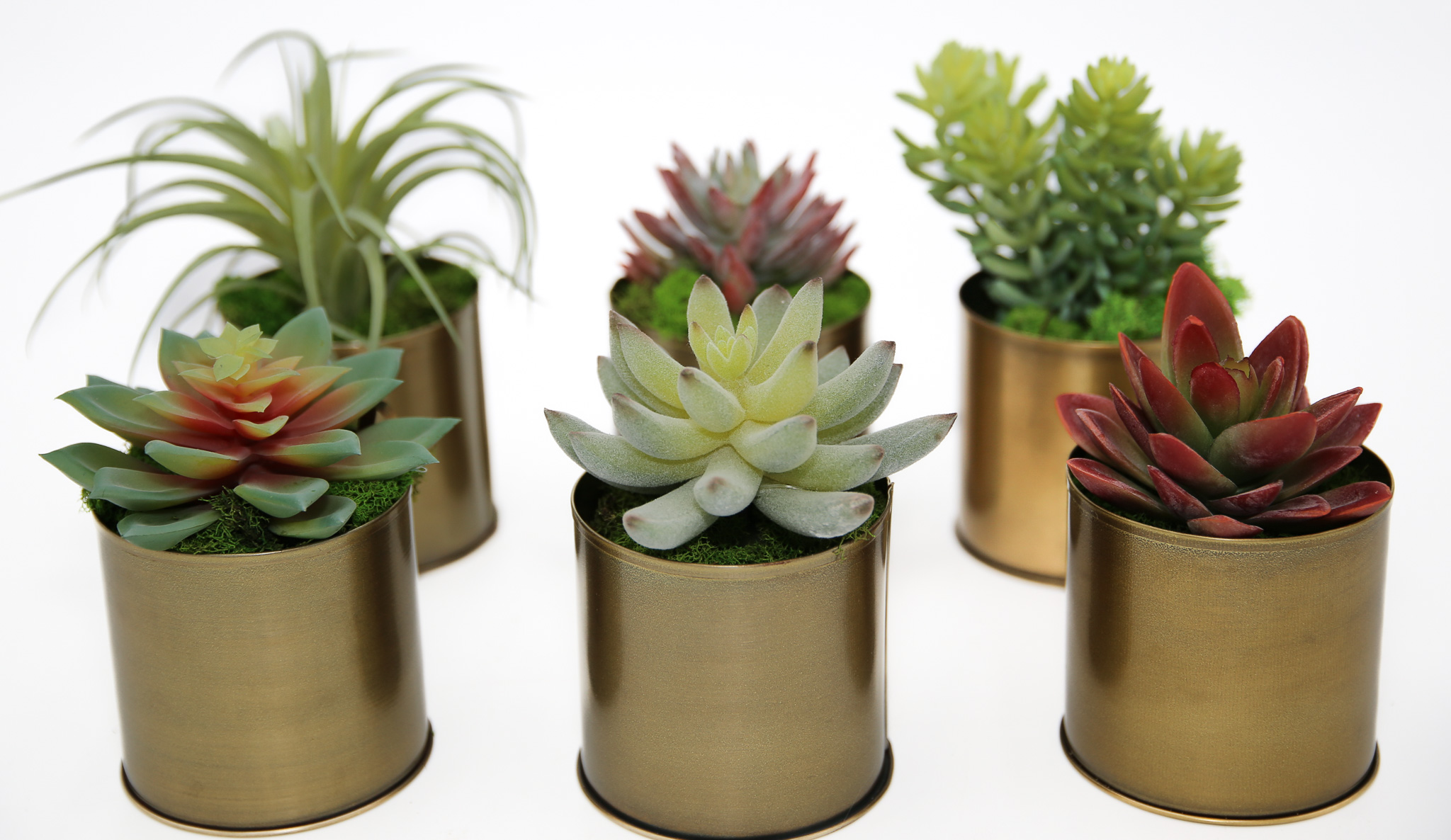 Succulent Tin (set of 6) - Image 2