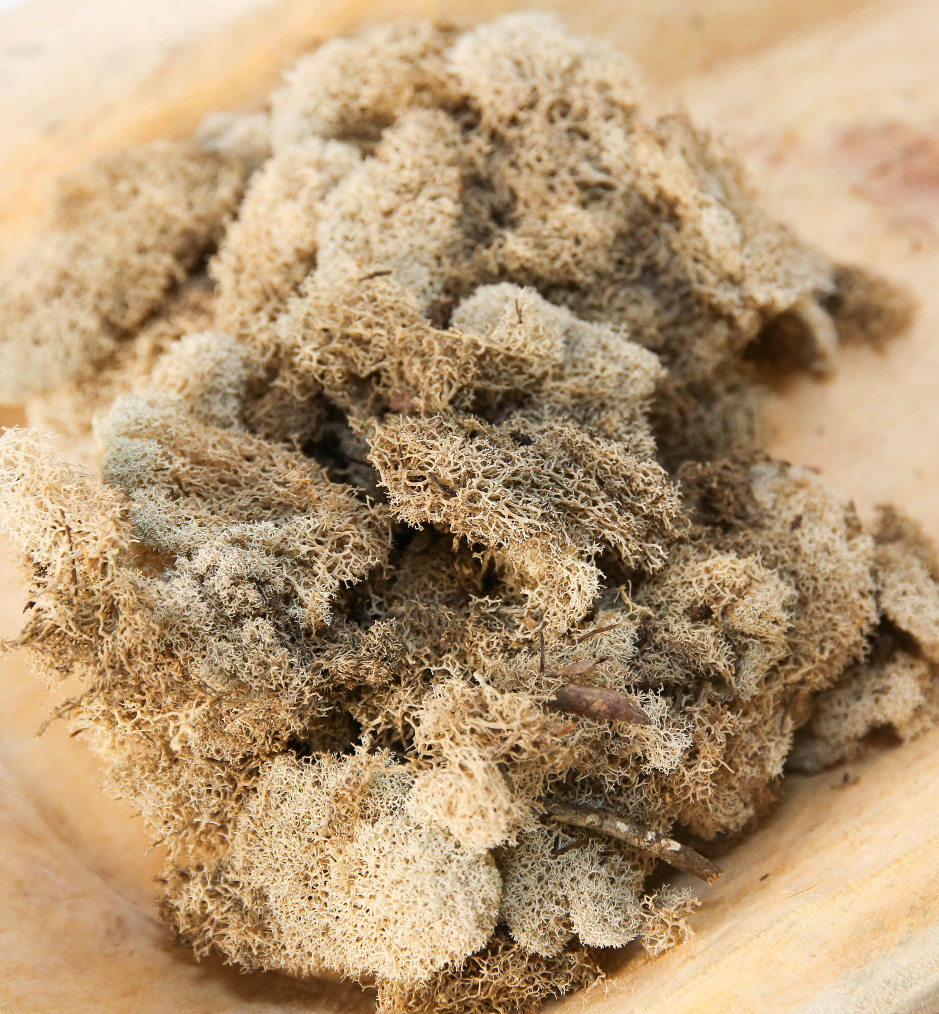 Preserved Colored Deer Moss – 4oz Bag (Min. 8 Bags) - Image 7