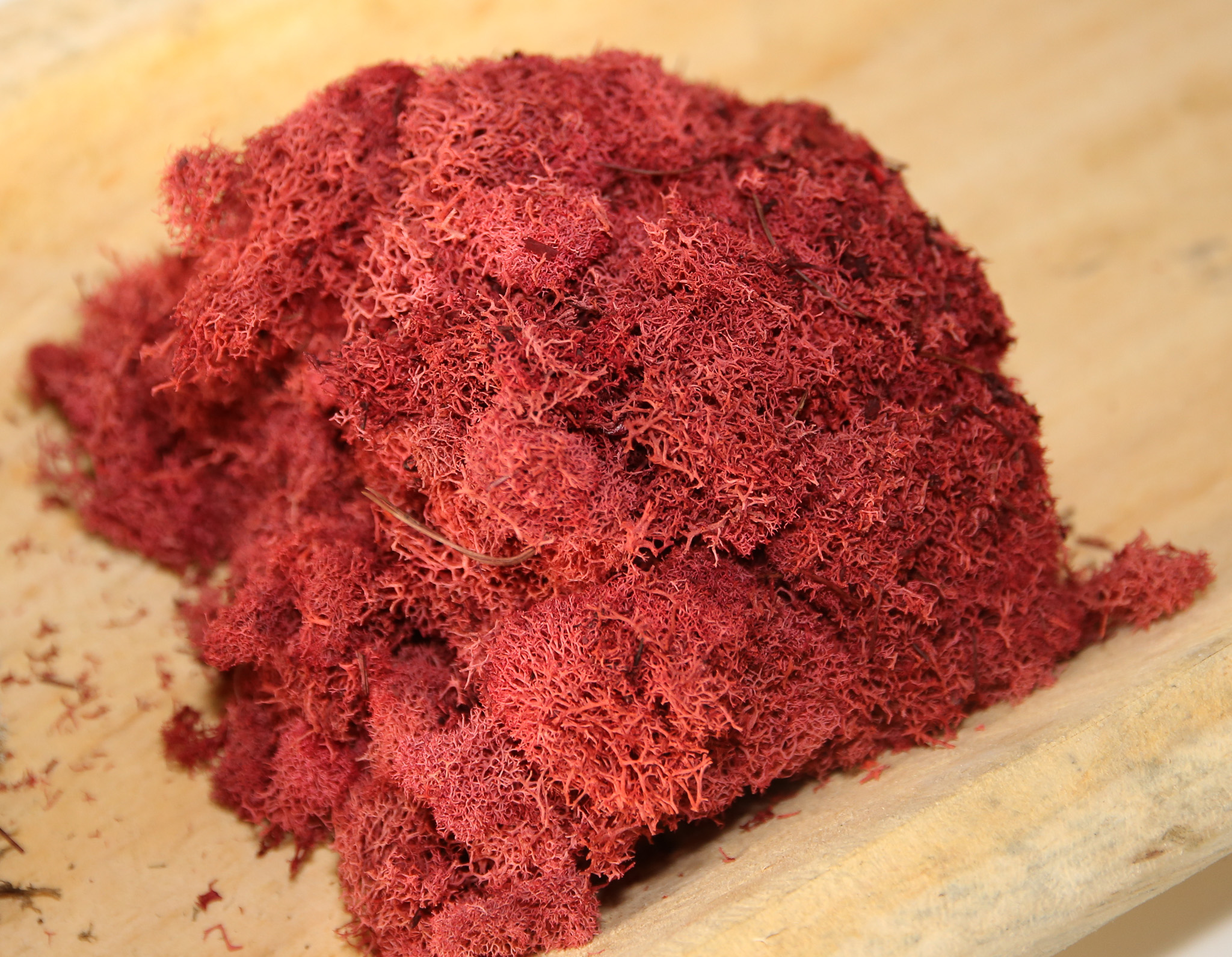 Preserved Colored Deer Moss – 4oz Bag (Min. 8 Bags) - Image 6