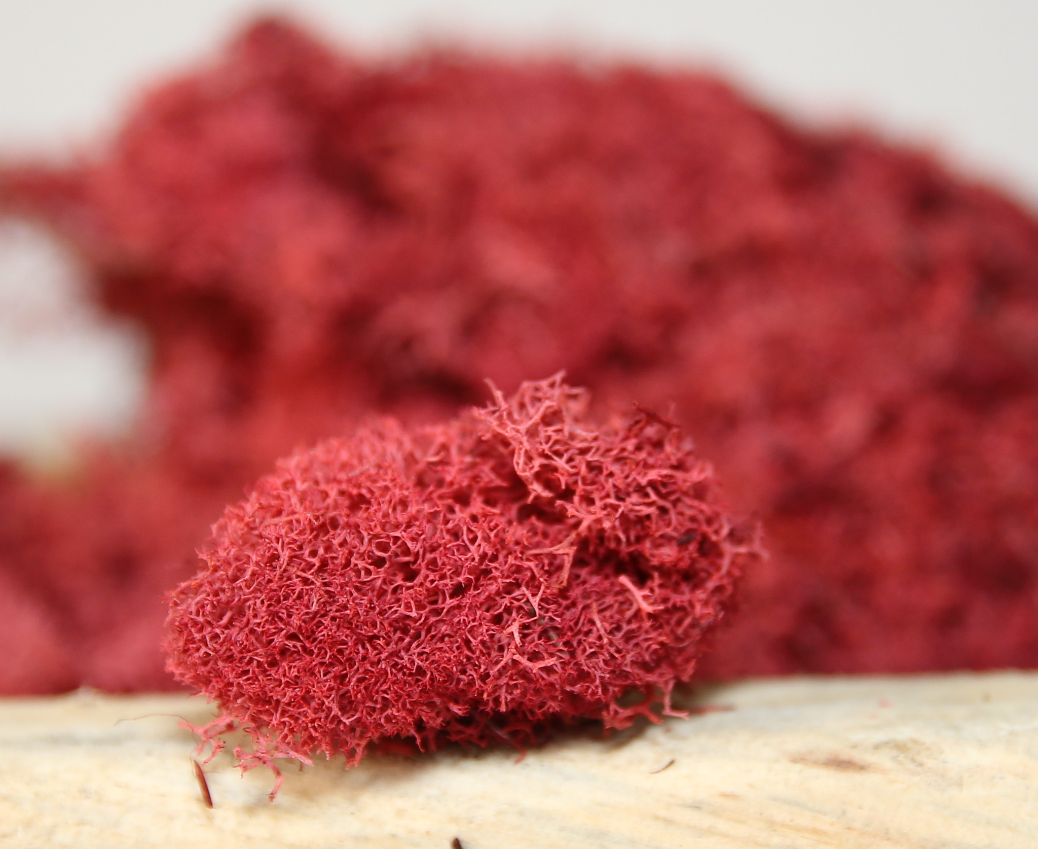 Preserved Colored Deer Moss – 4oz Bag (Min. 8 Bags) - Image 2