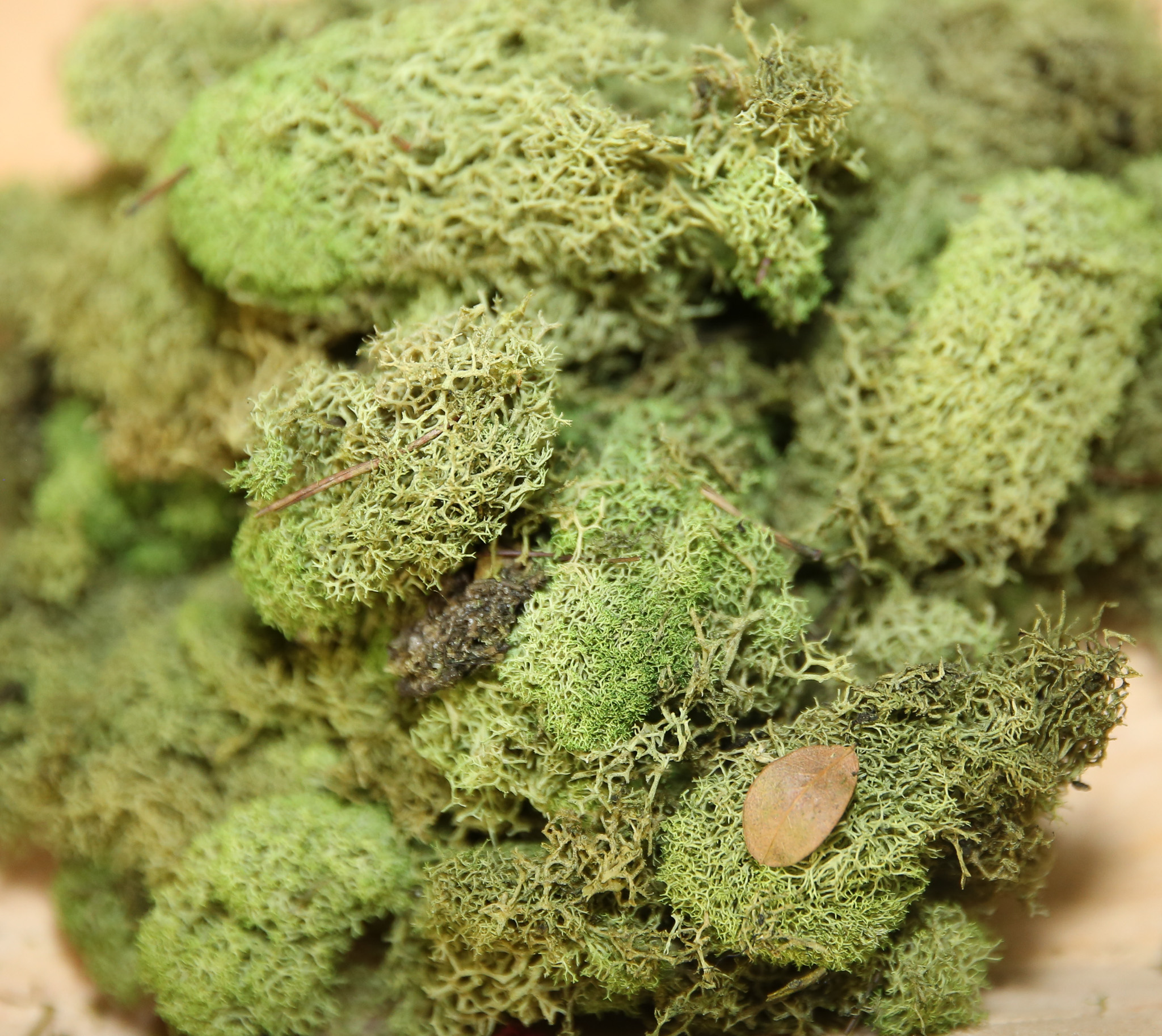 Preserved Colored Deer Moss – 4oz Bag (Min. 8 Bags) - Image 5
