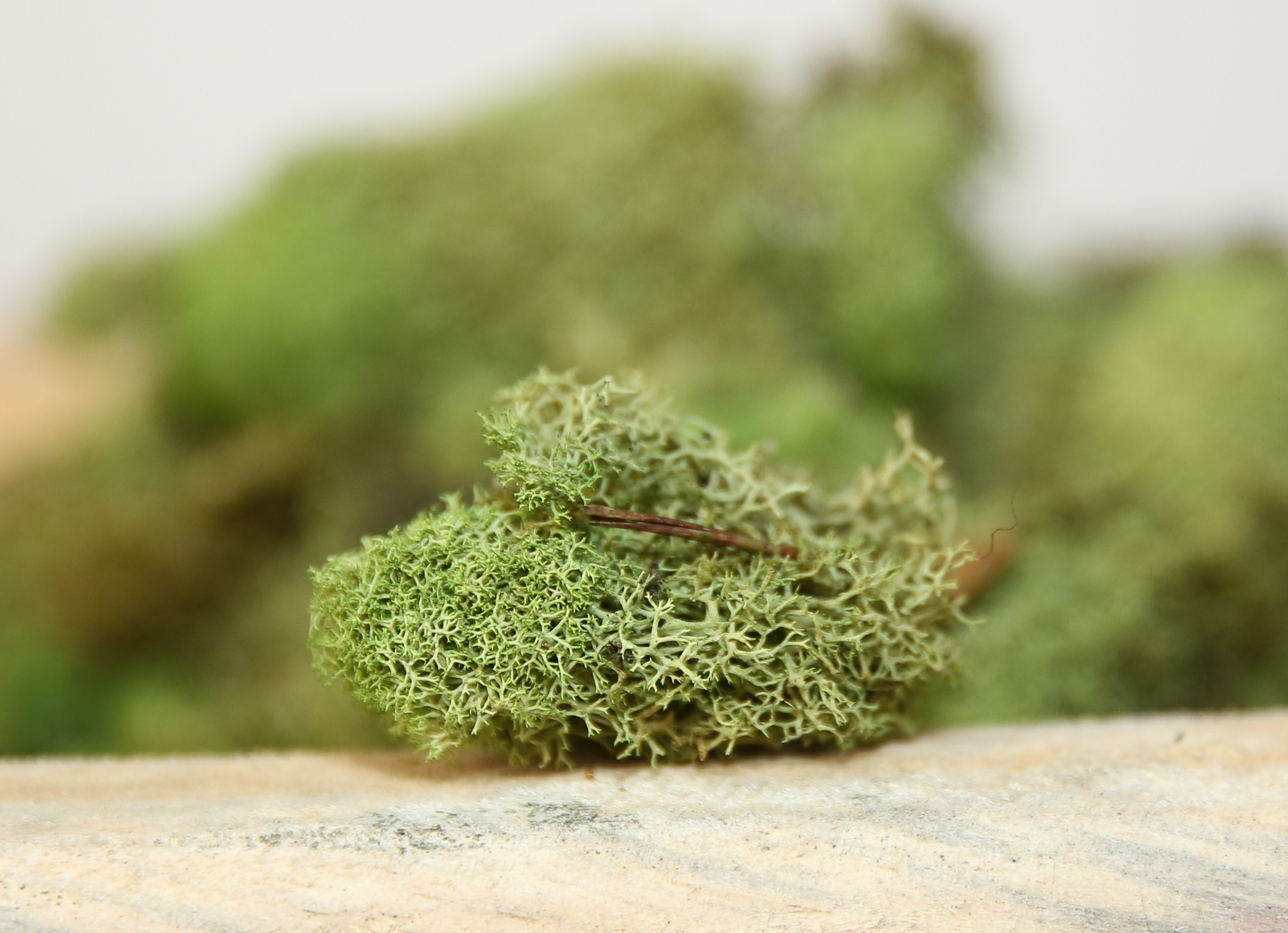 Preserved Colored Deer Moss – 4oz Bag (Min. 8 Bags) - Image 8