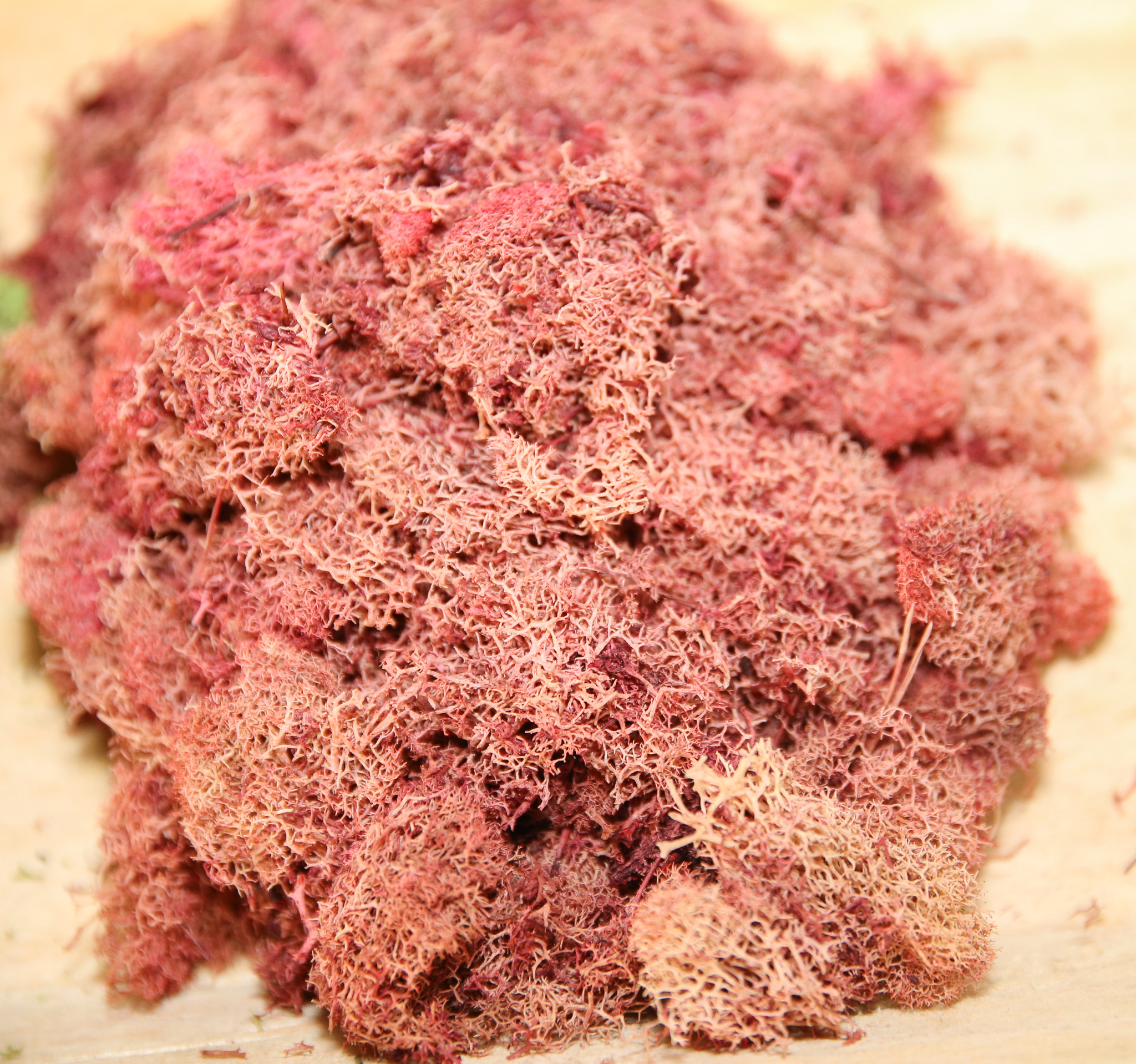 Preserved Colored Deer Moss – 4oz Bag (Min. 8 Bags) - Image 4