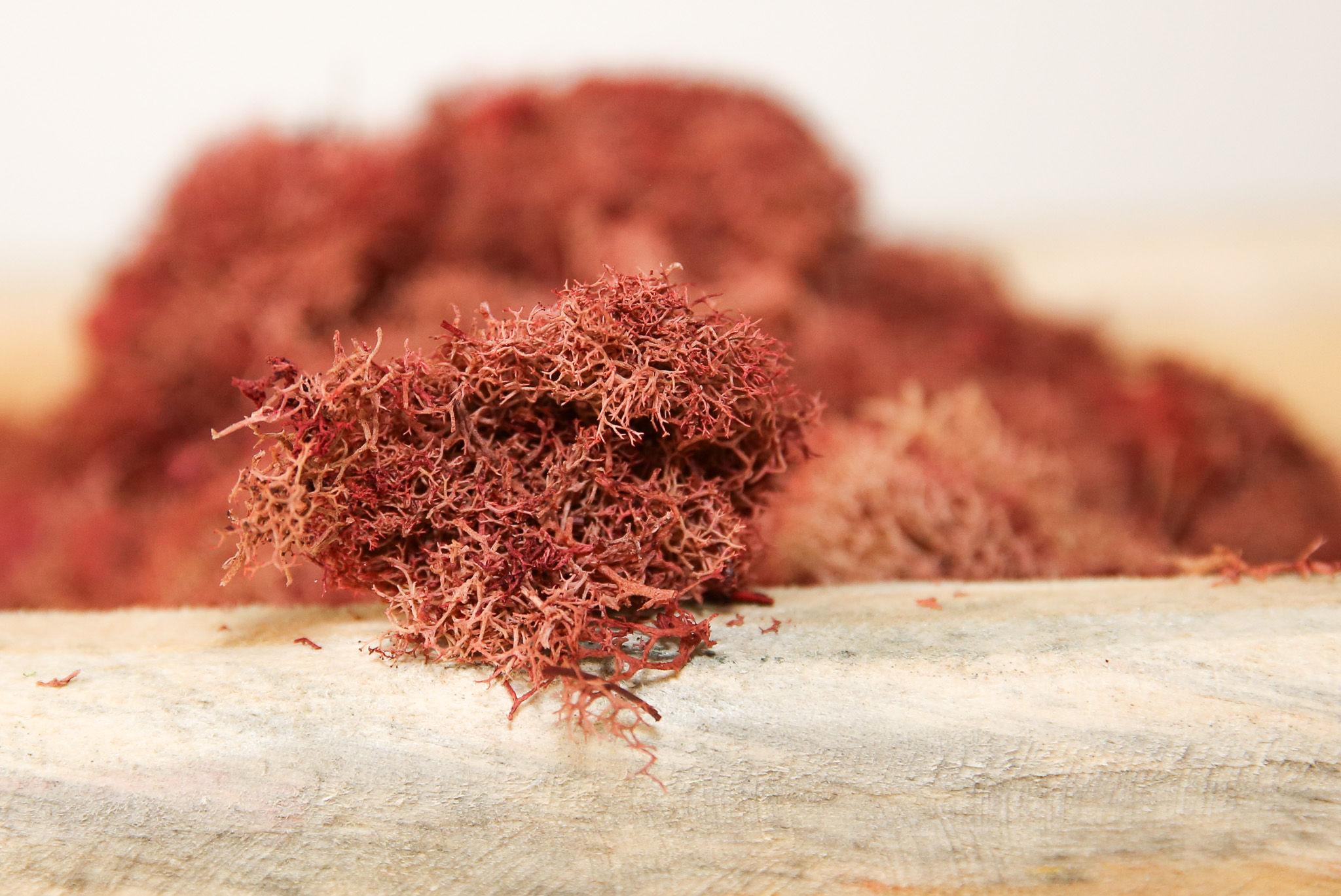 Preserved Colored Deer Moss – 4oz Bag (Min. 8 Bags) - Image 9