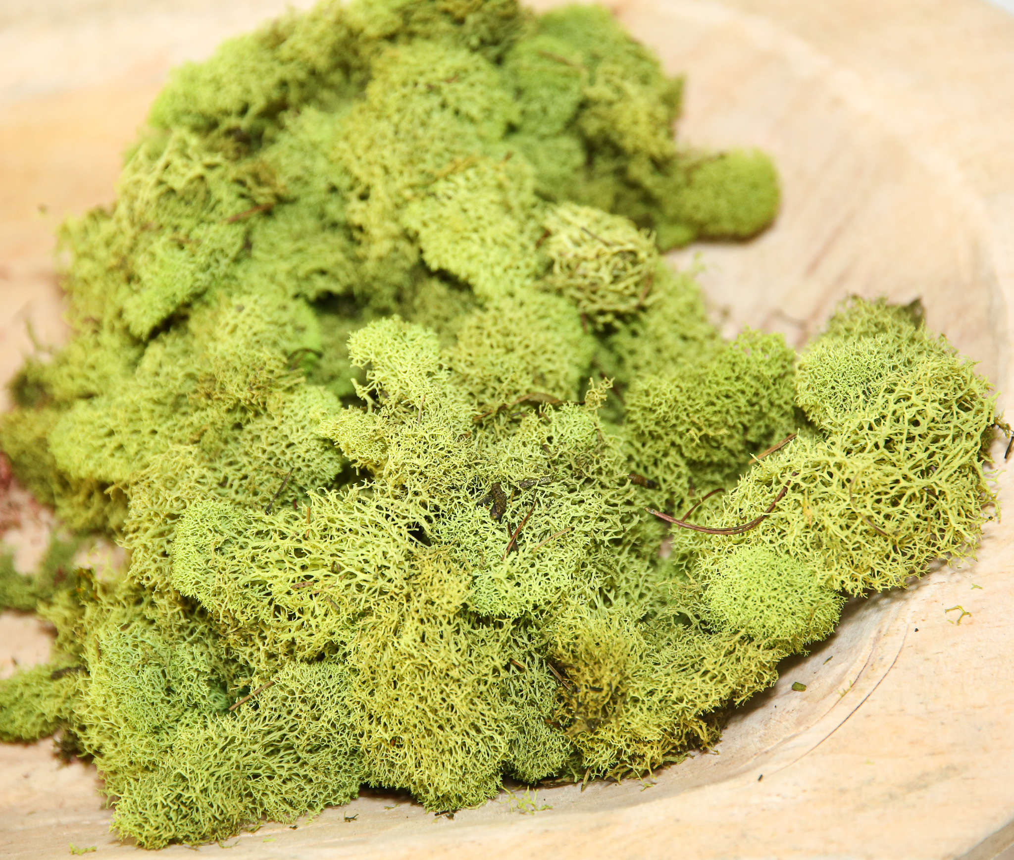 Preserved Colored Deer Moss – 4oz Bag (Min. 8 Bags) - Image 3
