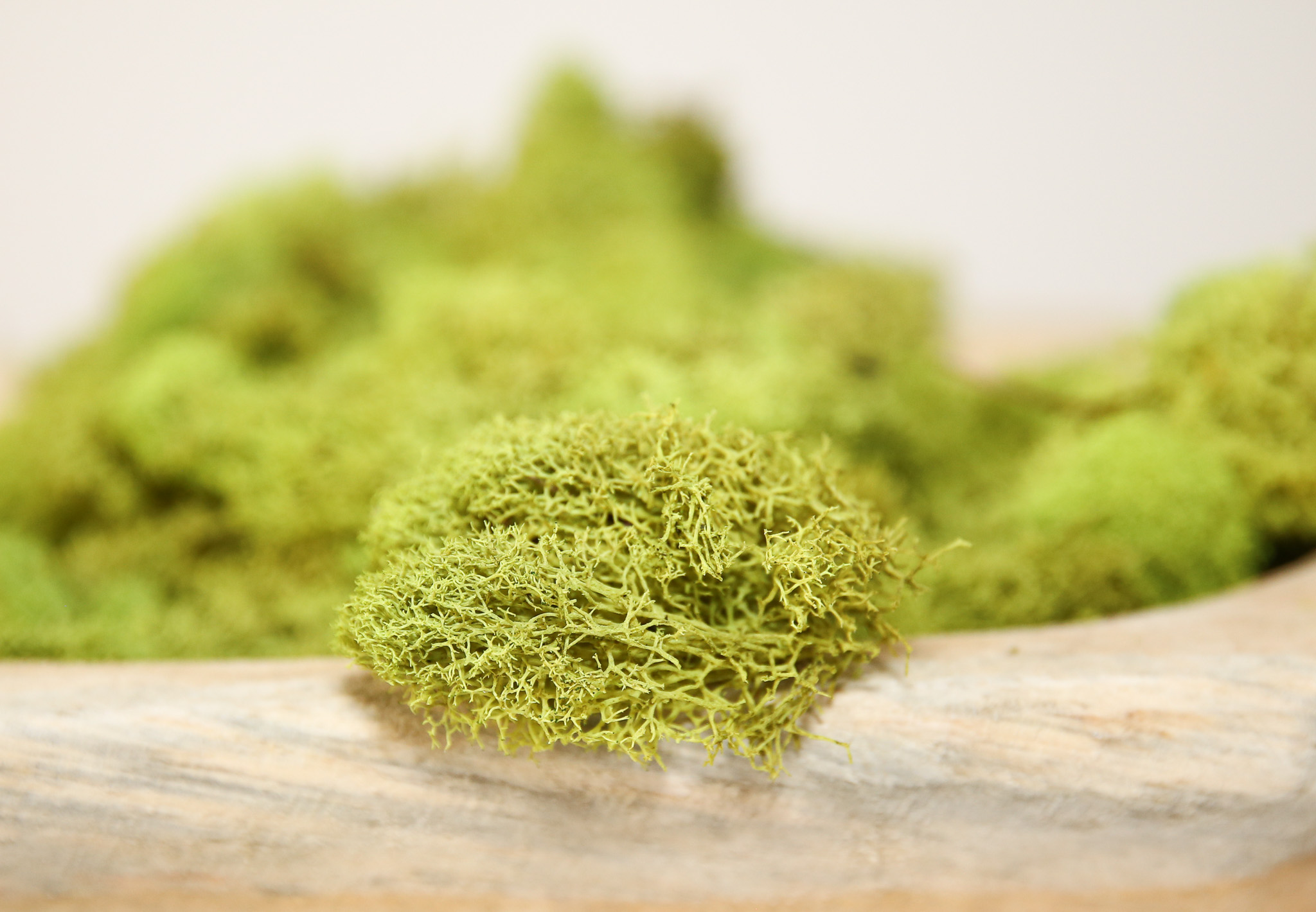 Preserved Colored Deer Moss – 4oz Bag (Min. 8 Bags) - Image 10
