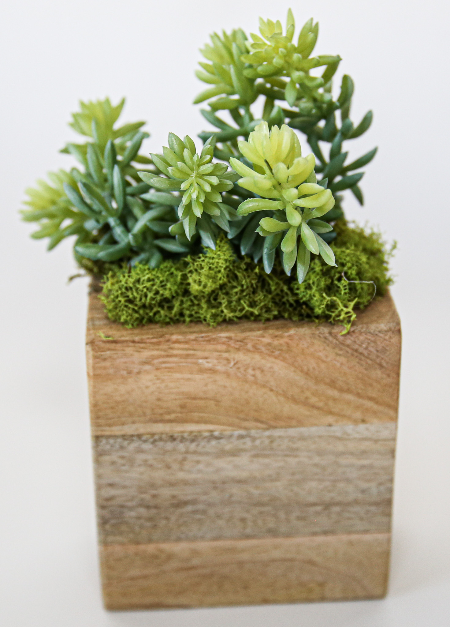 Succulent Sugar Mold Set of 9 - Image 3