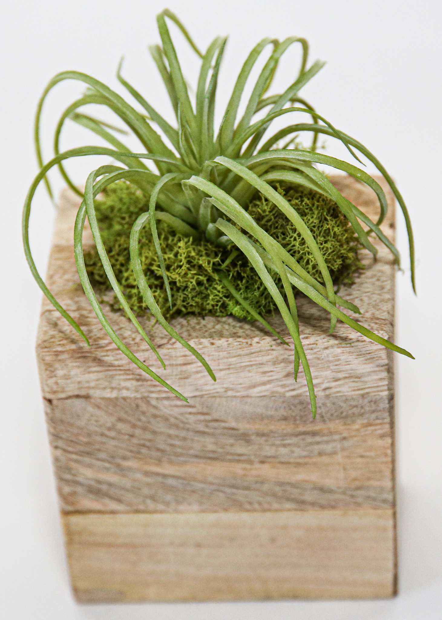 Succulent Sugar Mold Set of 9 - Image 5
