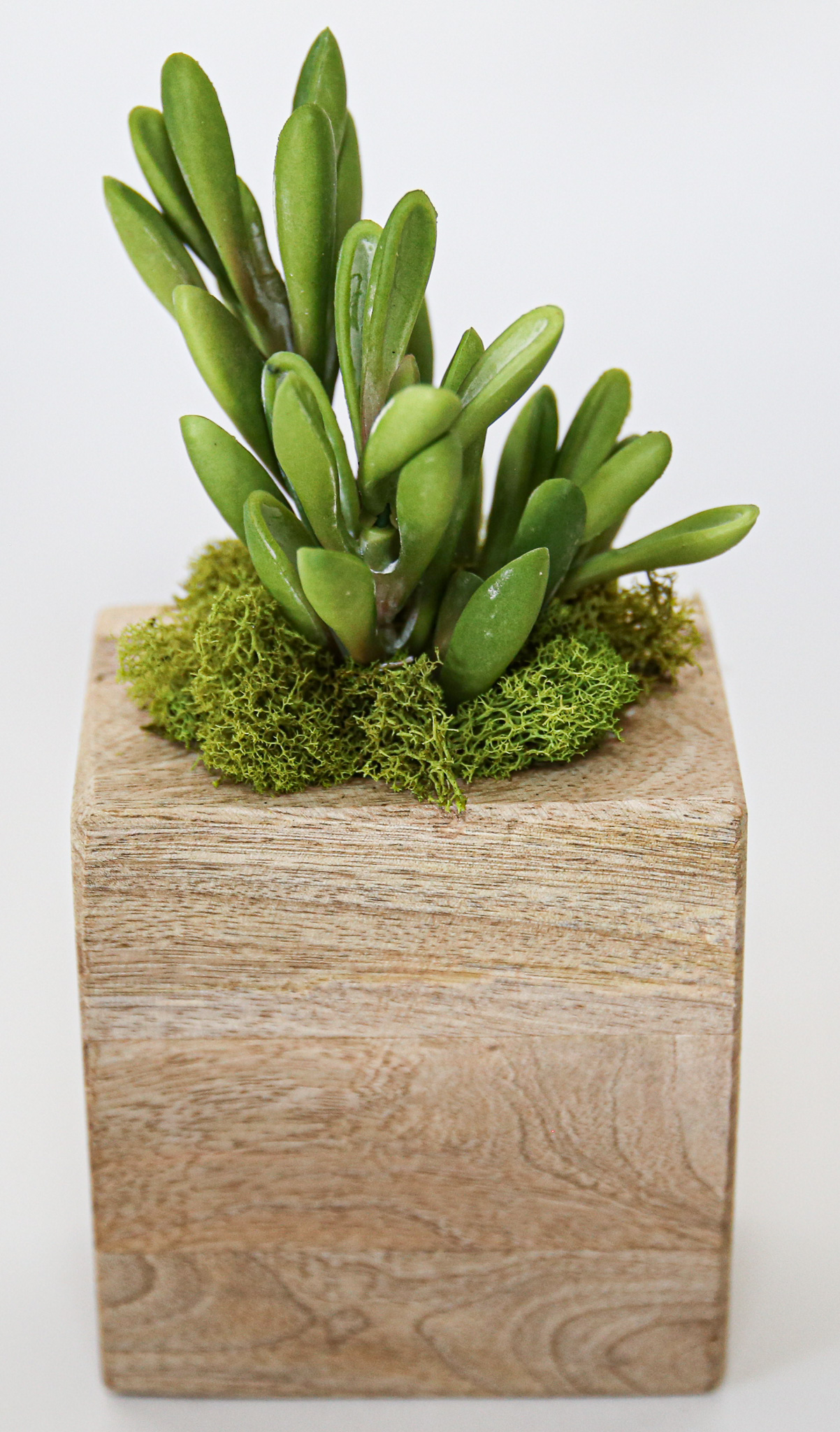 Succulent Sugar Mold Set of 9 - Image 6