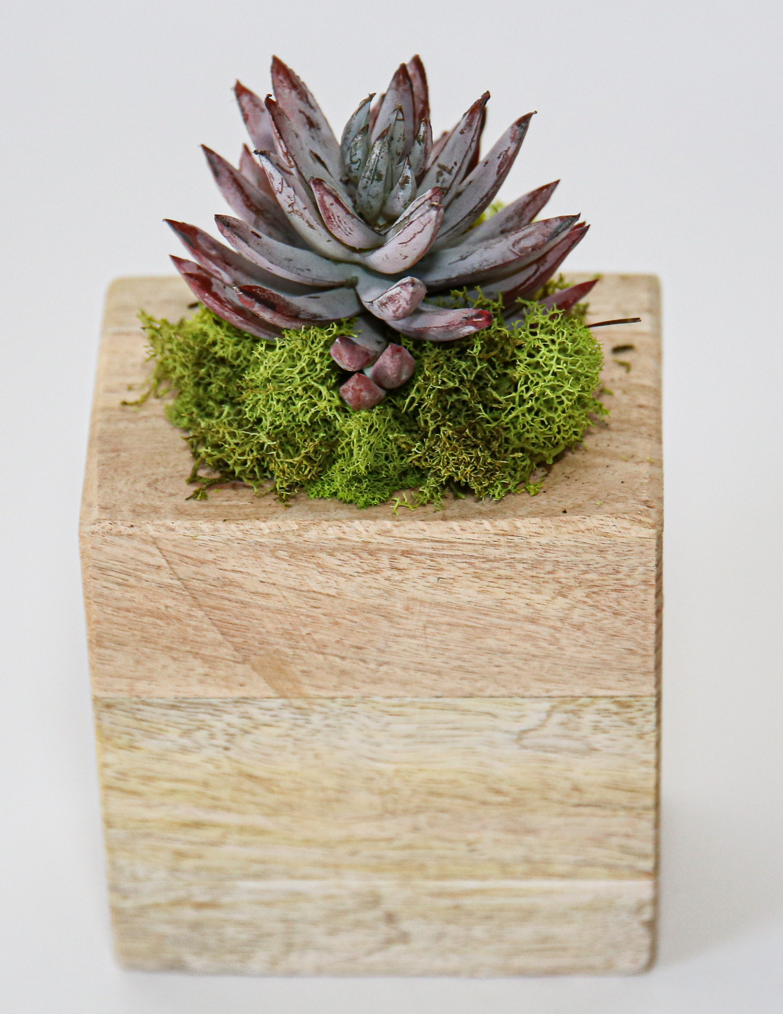 Succulent Sugar Mold Set of 9 - Image 7