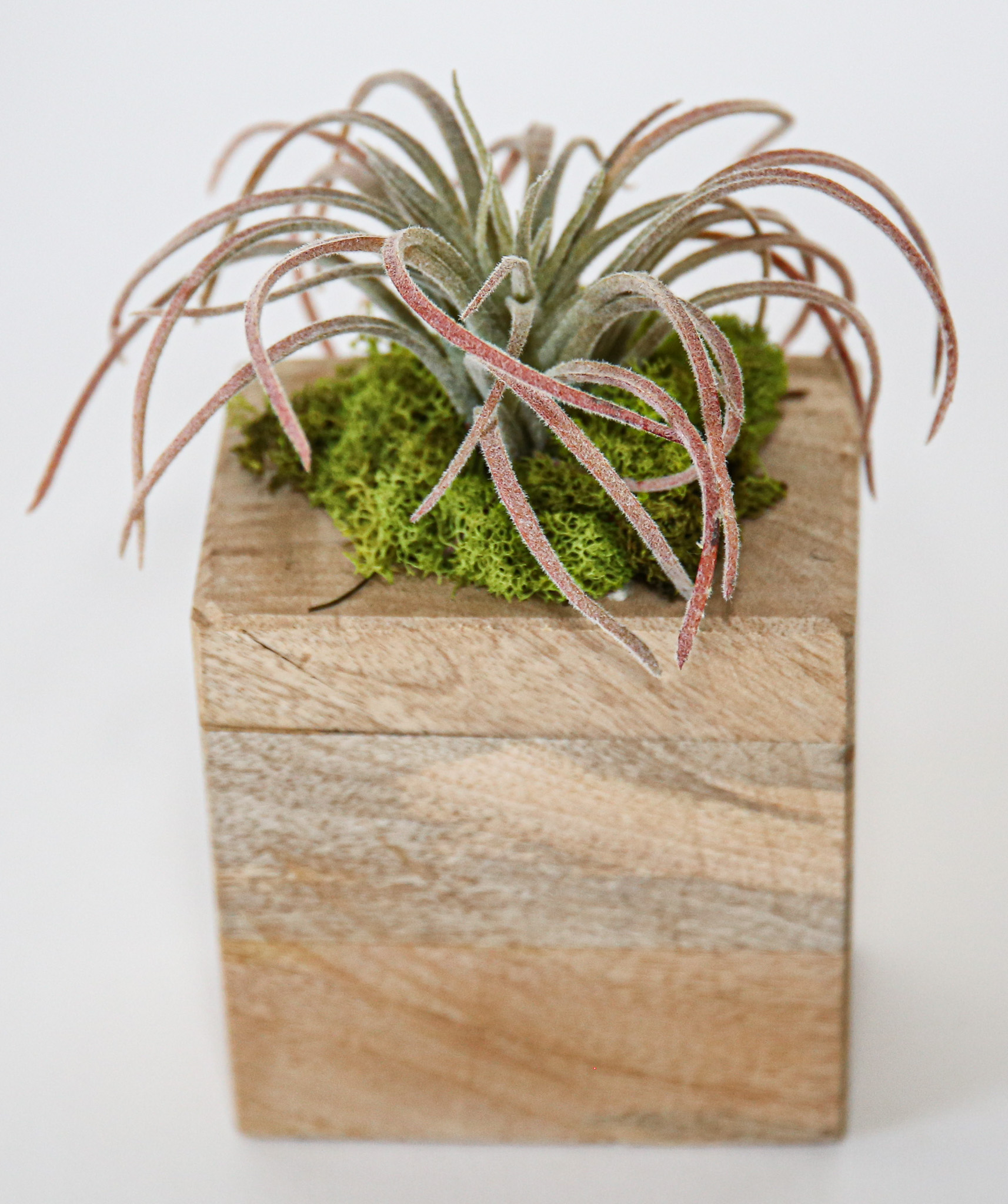 Succulent Sugar Mold Set of 9 - Image 9