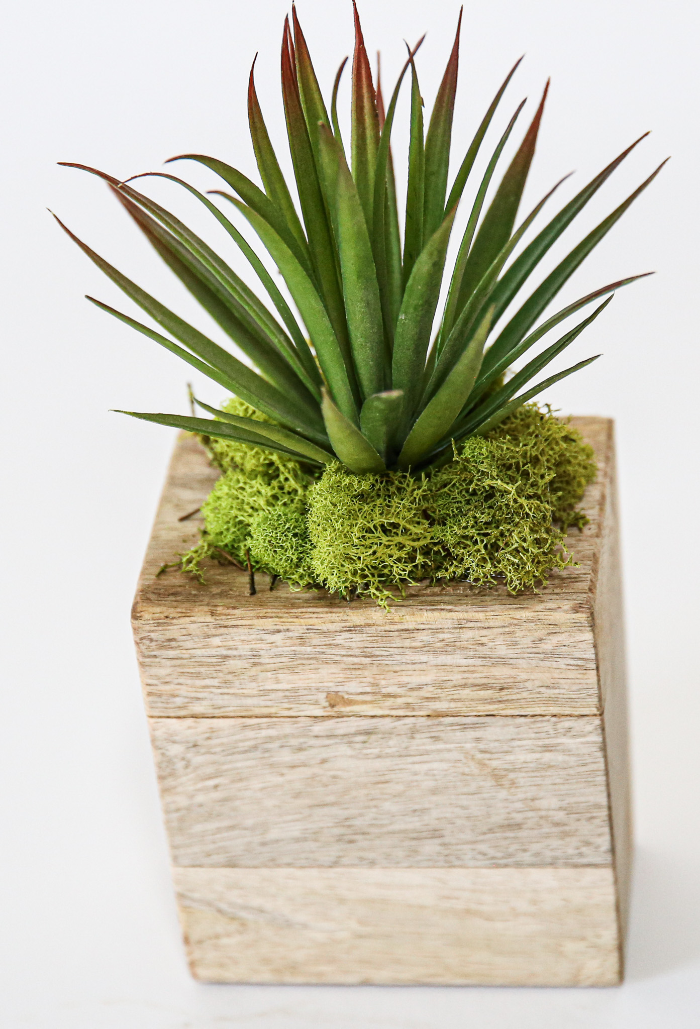 Succulent Sugar Mold Set of 9 - Image 10