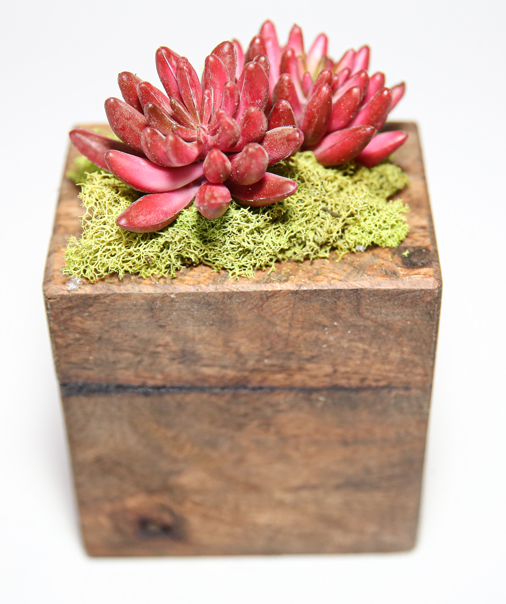 Succulent Sugar Mold Set of 9 - Image 13
