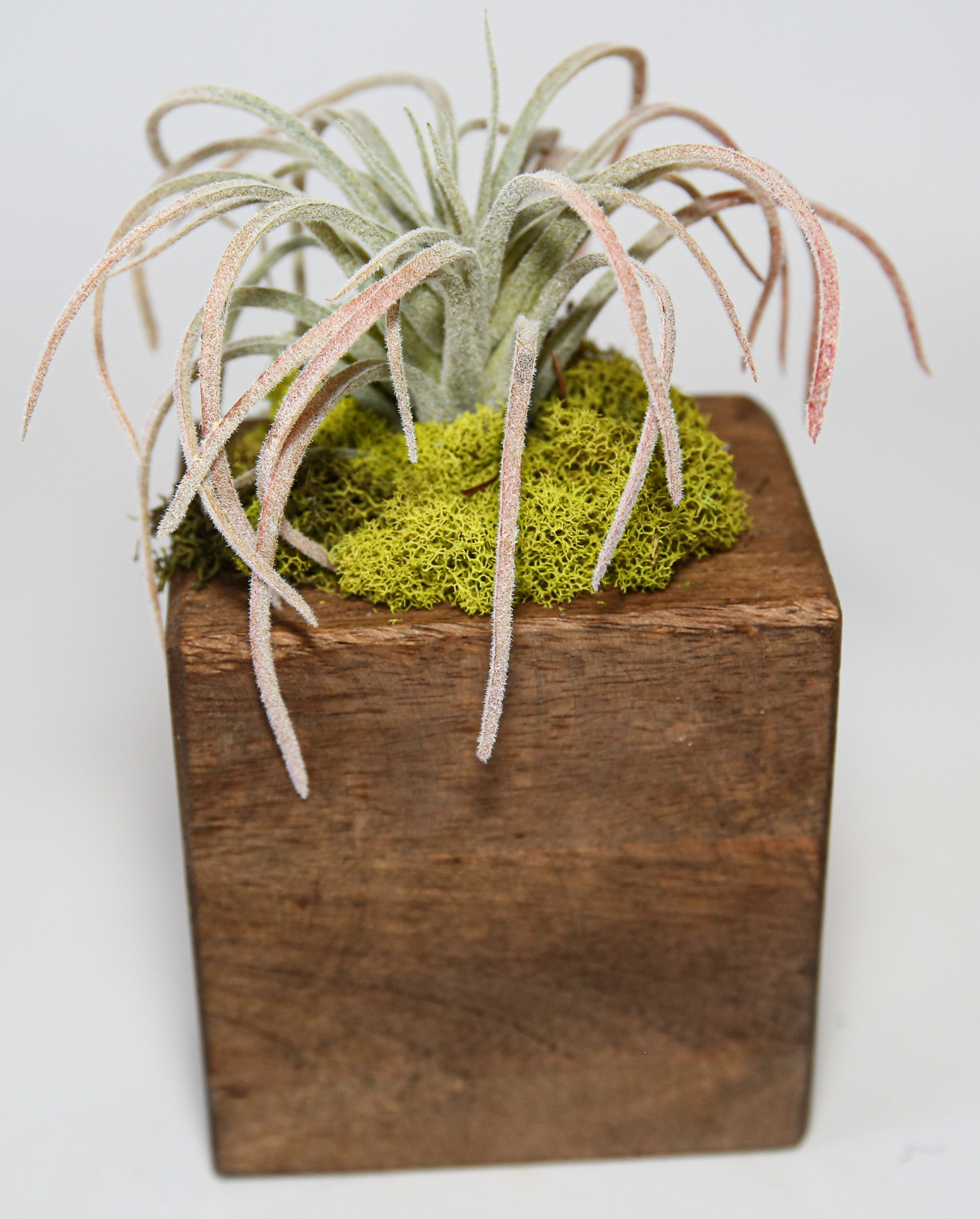 Succulent Sugar Mold Set of 9 - Image 14