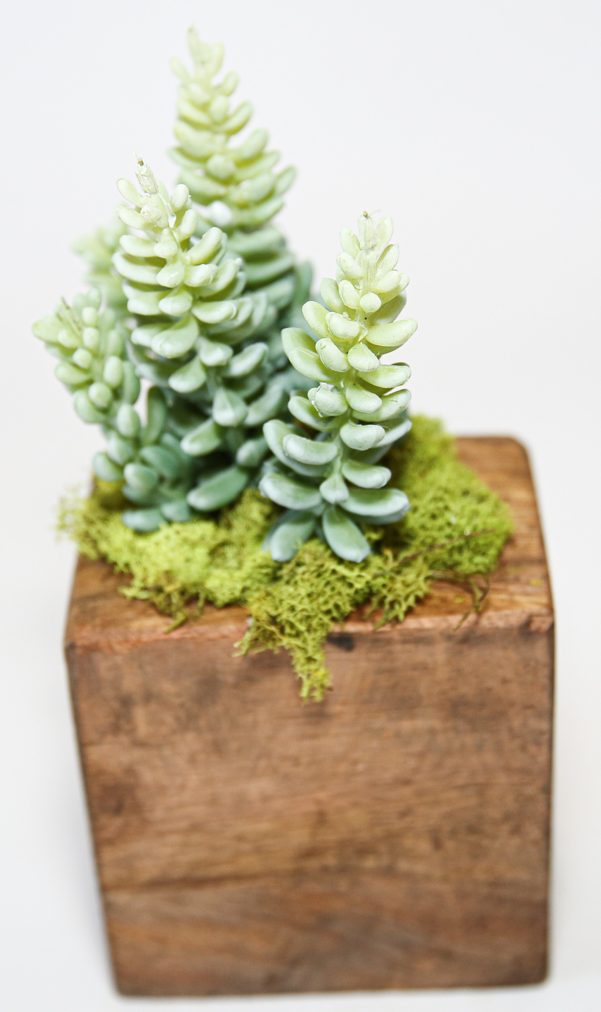 Succulent Sugar Mold Set of 9 - Image 16