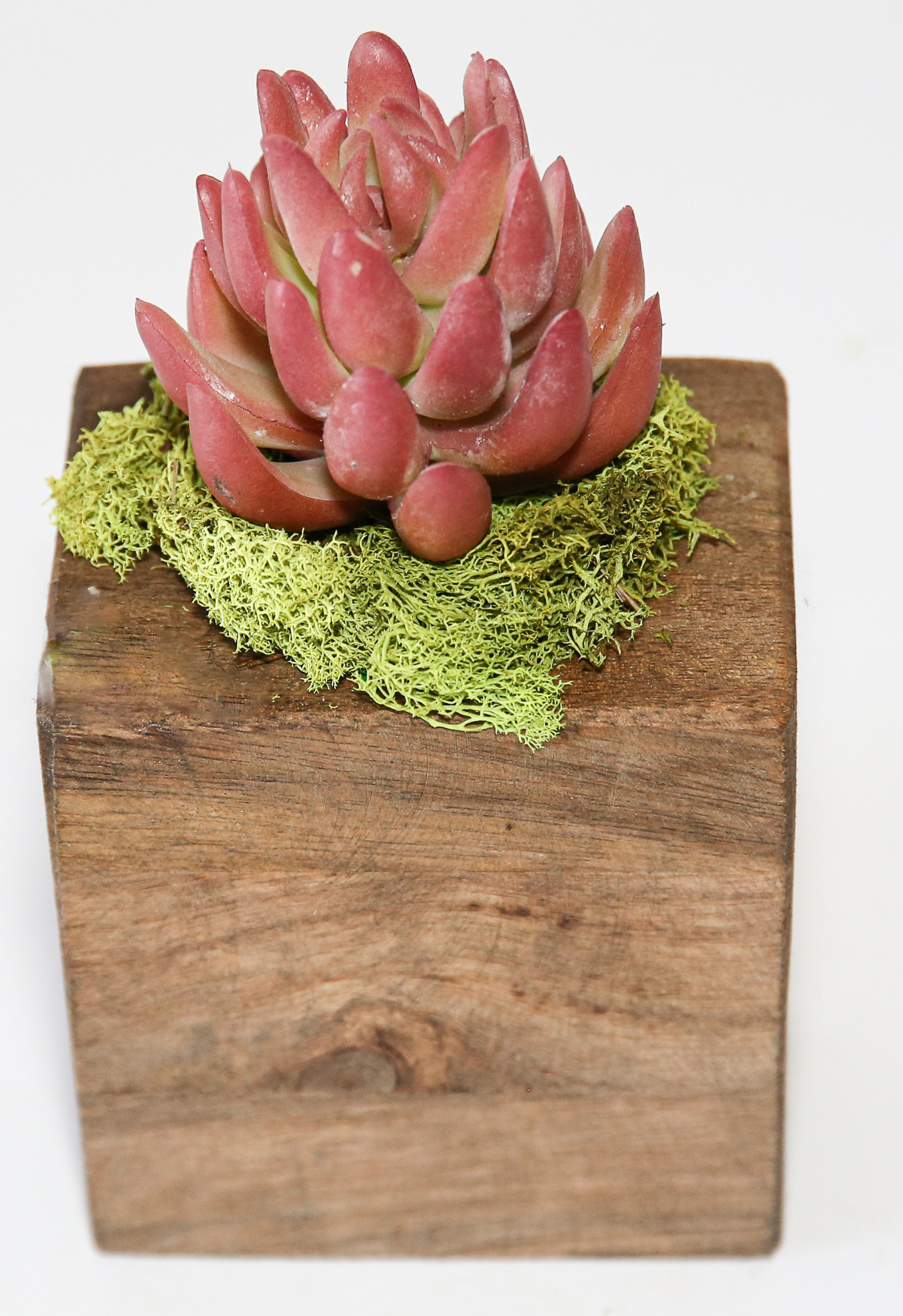 Succulent Sugar Mold Set of 9 - Image 18