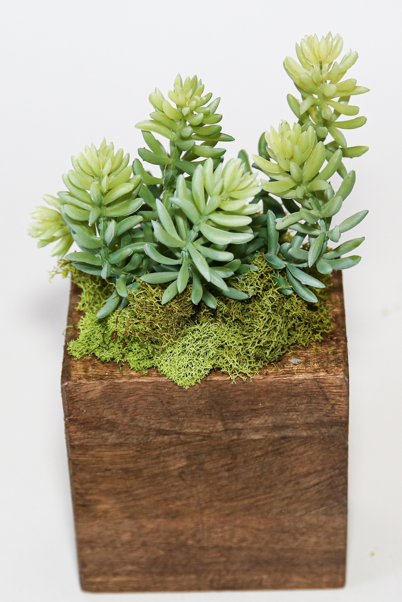Succulent Sugar Mold Set of 9 - Image 19