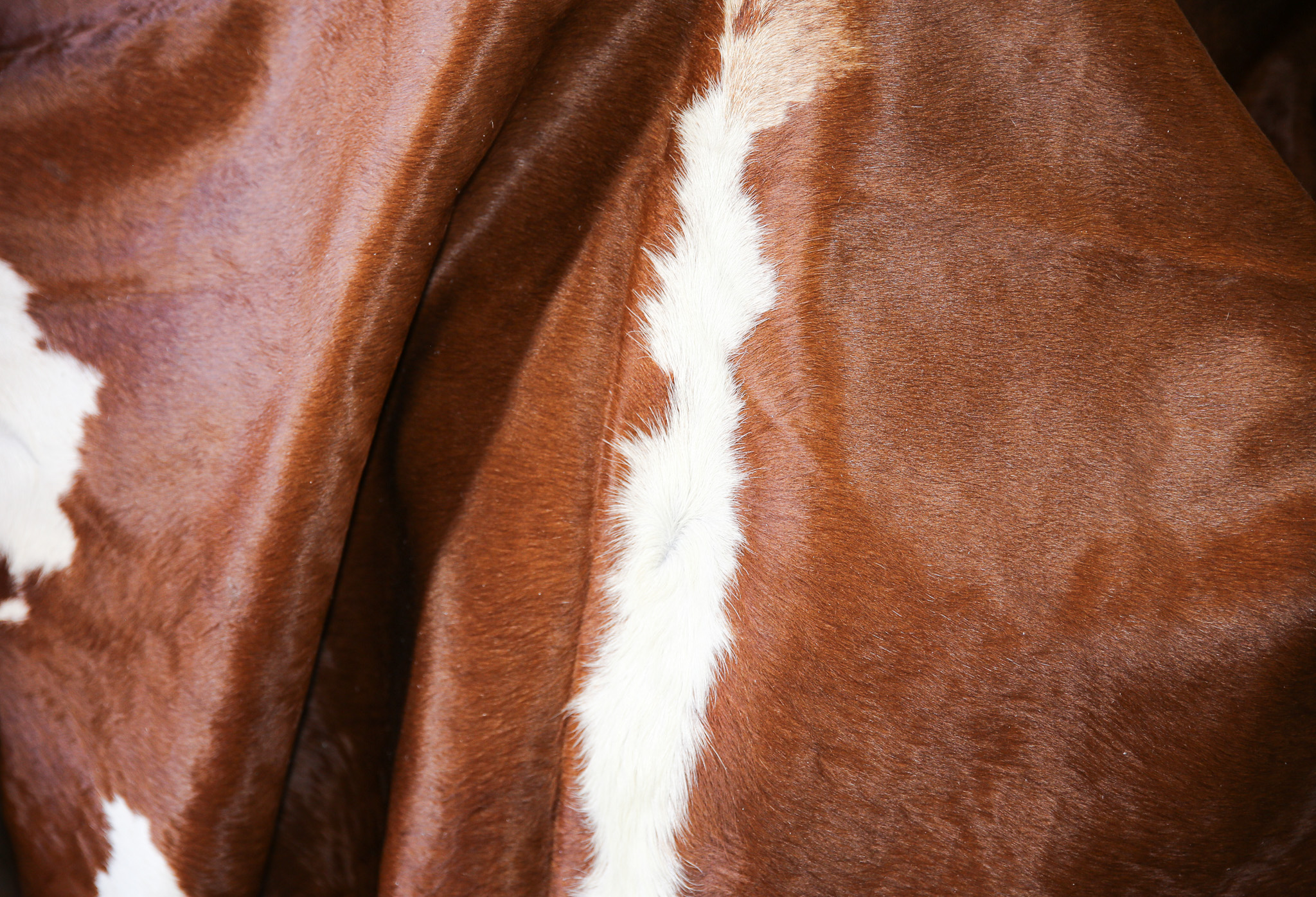 5-Piece Assorted Brazilian Cowhide Rug Bundle - Image 2