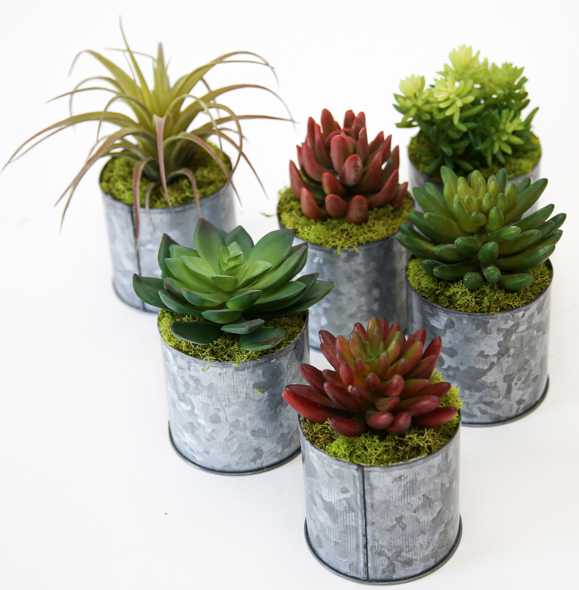 Succulent Tin (set of 6) - Image 3