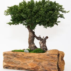 Single Preserved Juniper Bonsai in Live Edge Teak Bowl