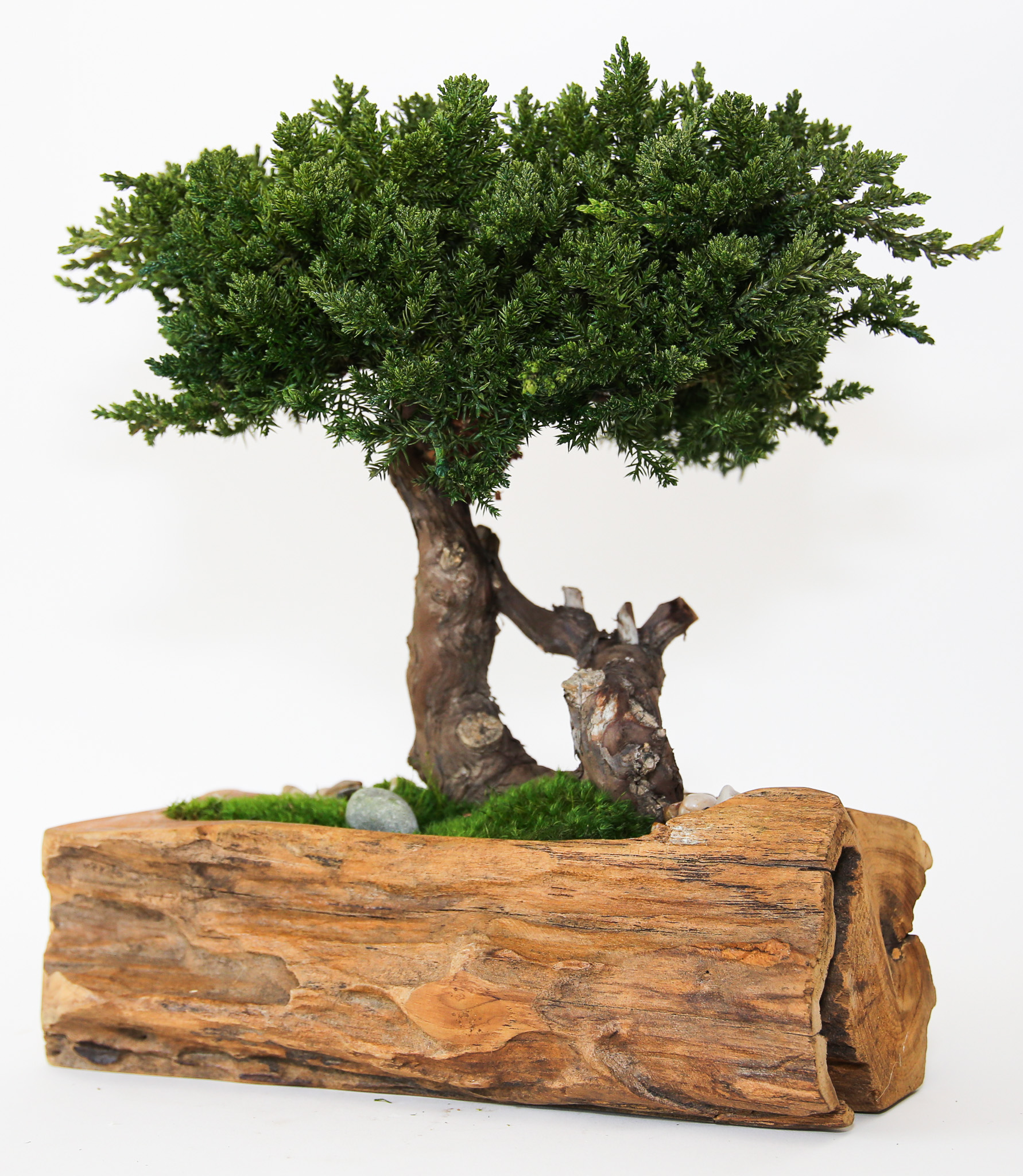 Single Preserved Juniper Bonsai in Live Edge Teak Bowl