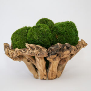 Branchy Bowl with Moss Balls