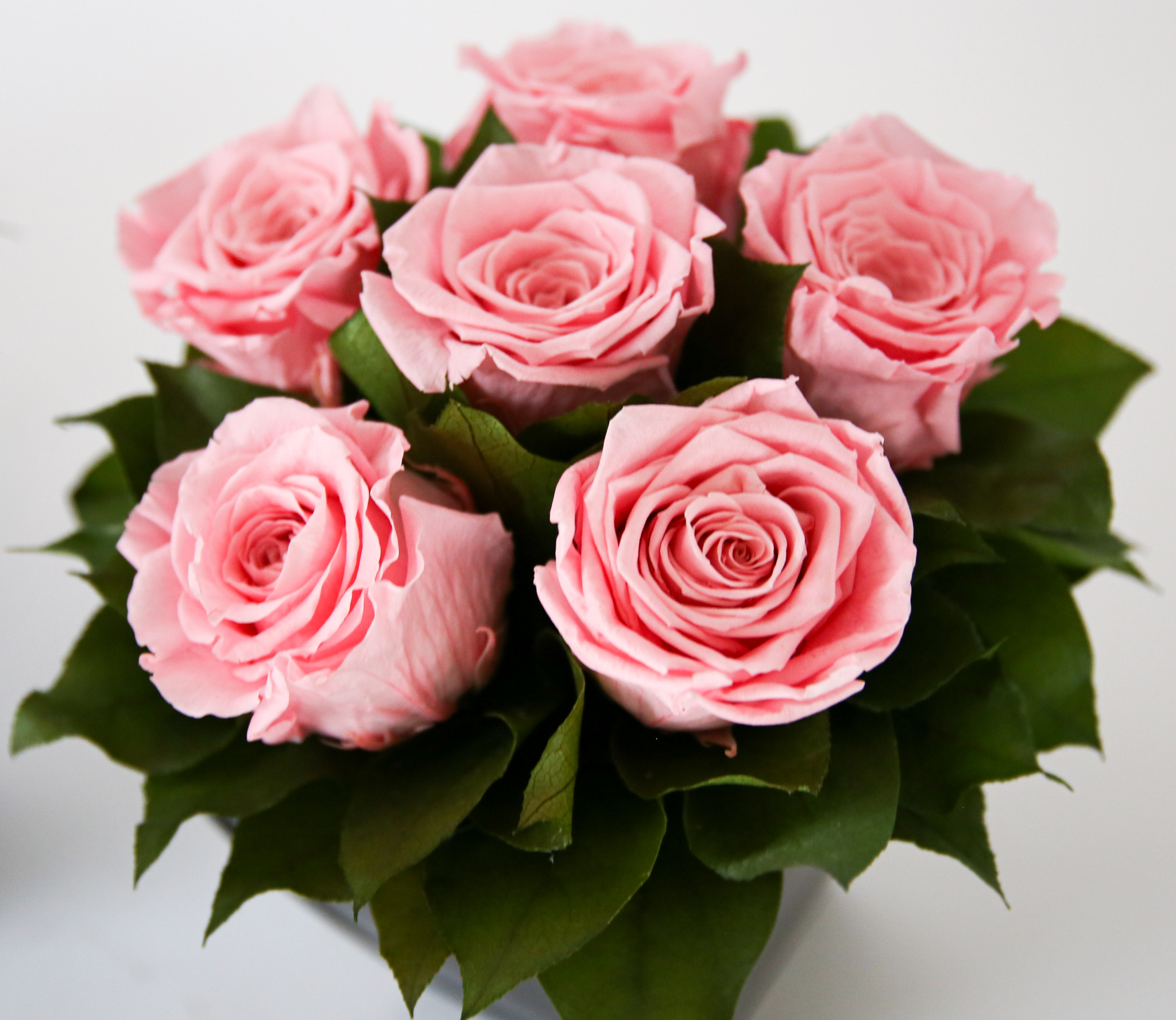 Preserved Roses in Azar - Image 3