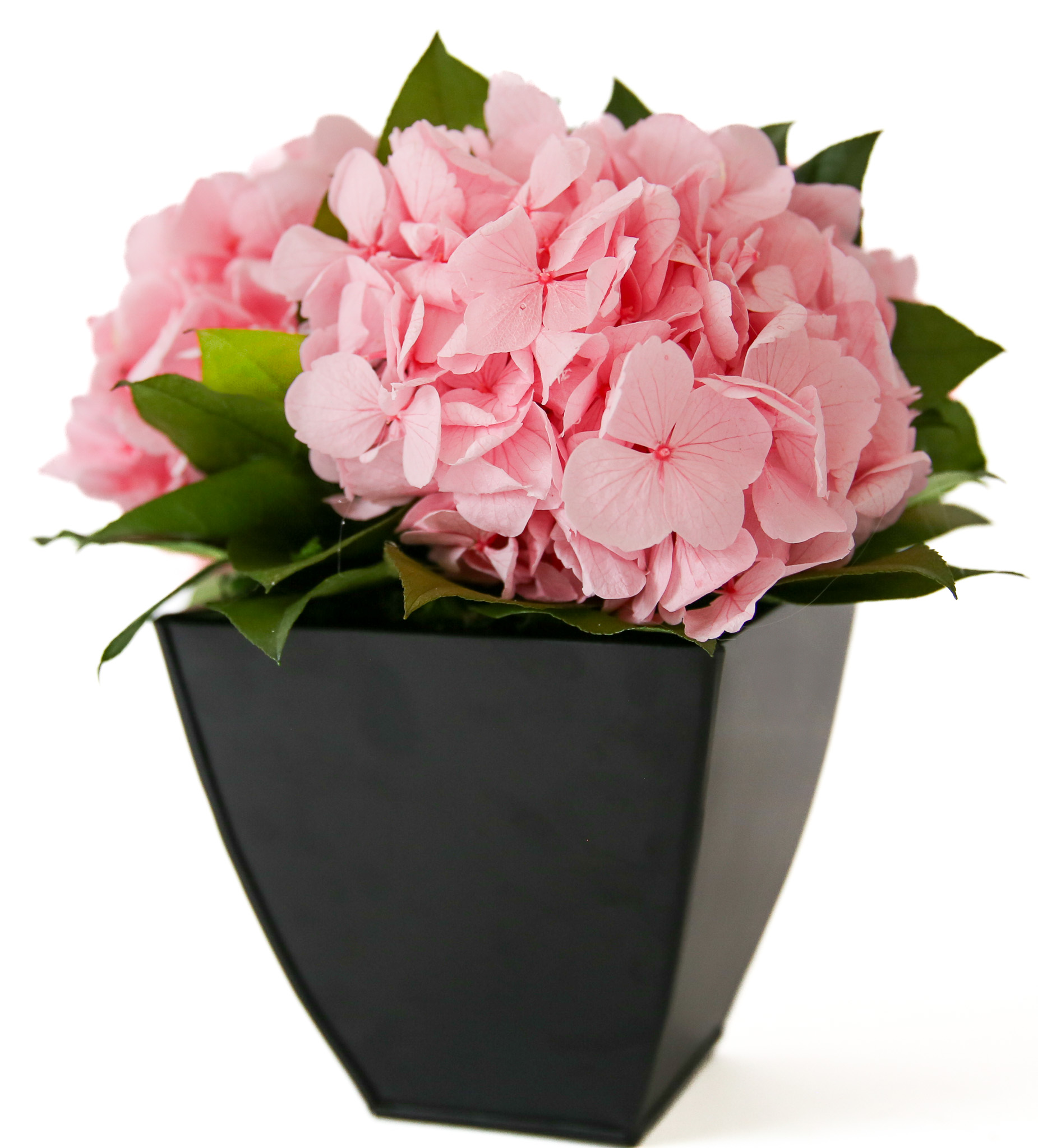 Hydrangeas in Azar - Image 9