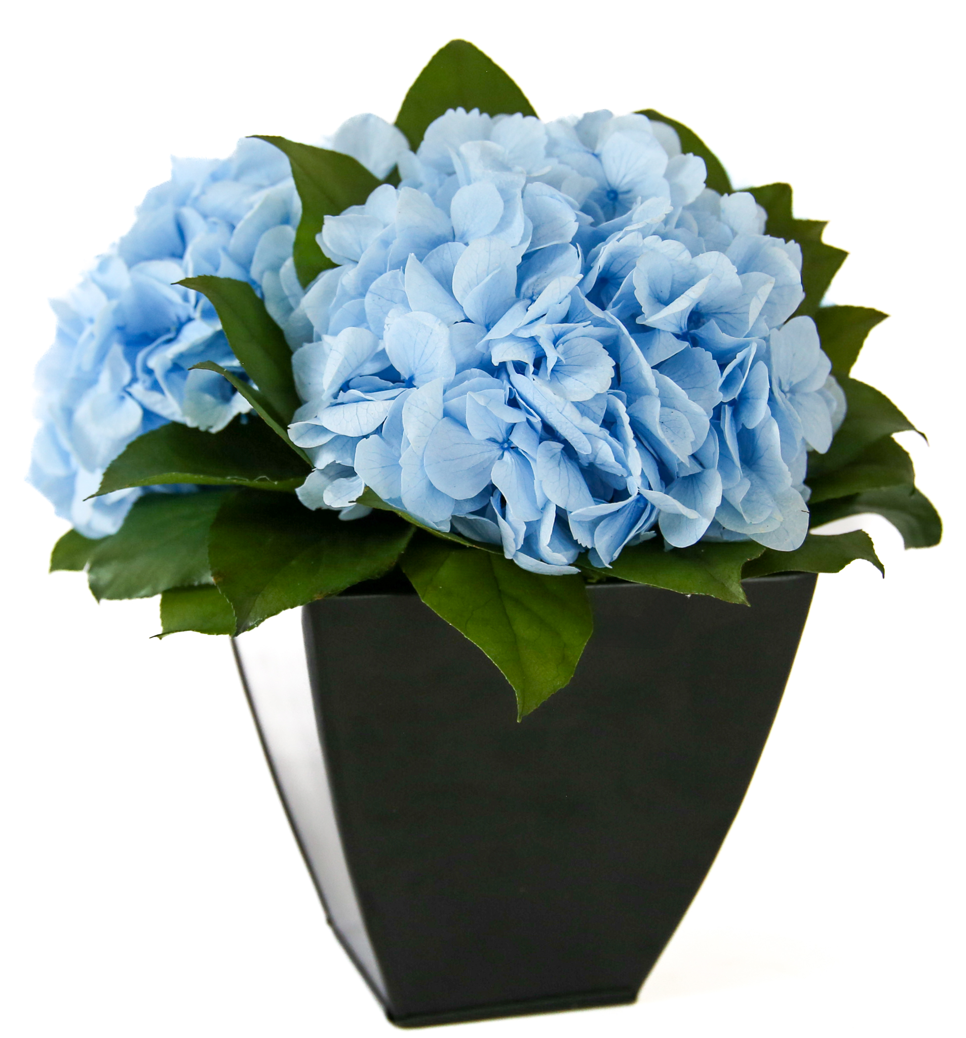 Hydrangeas in Azar - Image 8