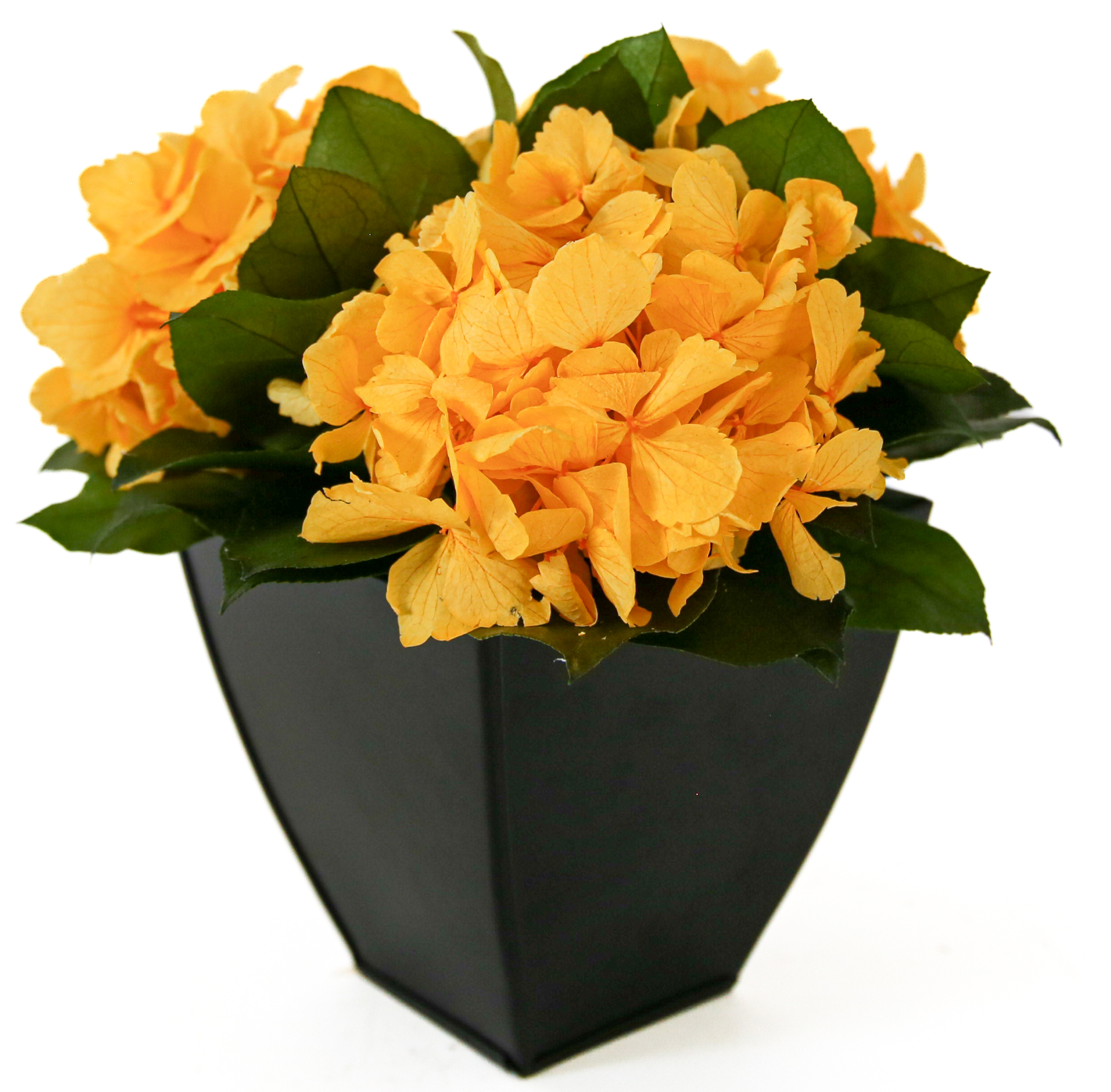 Hydrangeas in Azar - Image 7