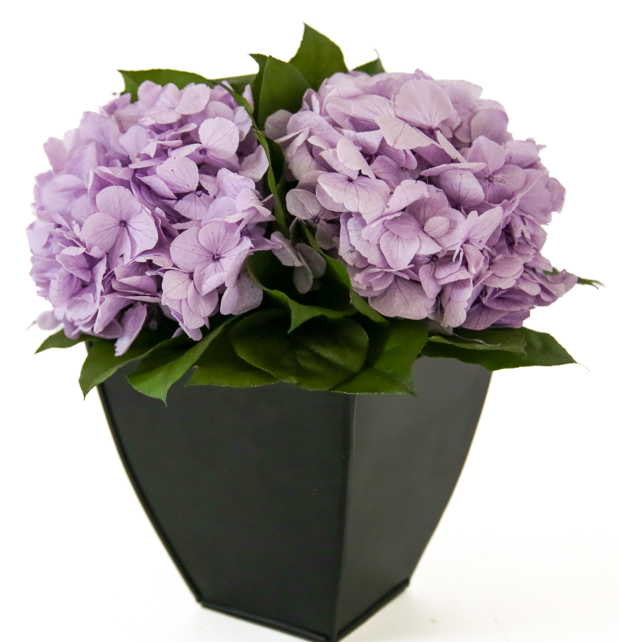 Hydrangeas in Azar - Image 6