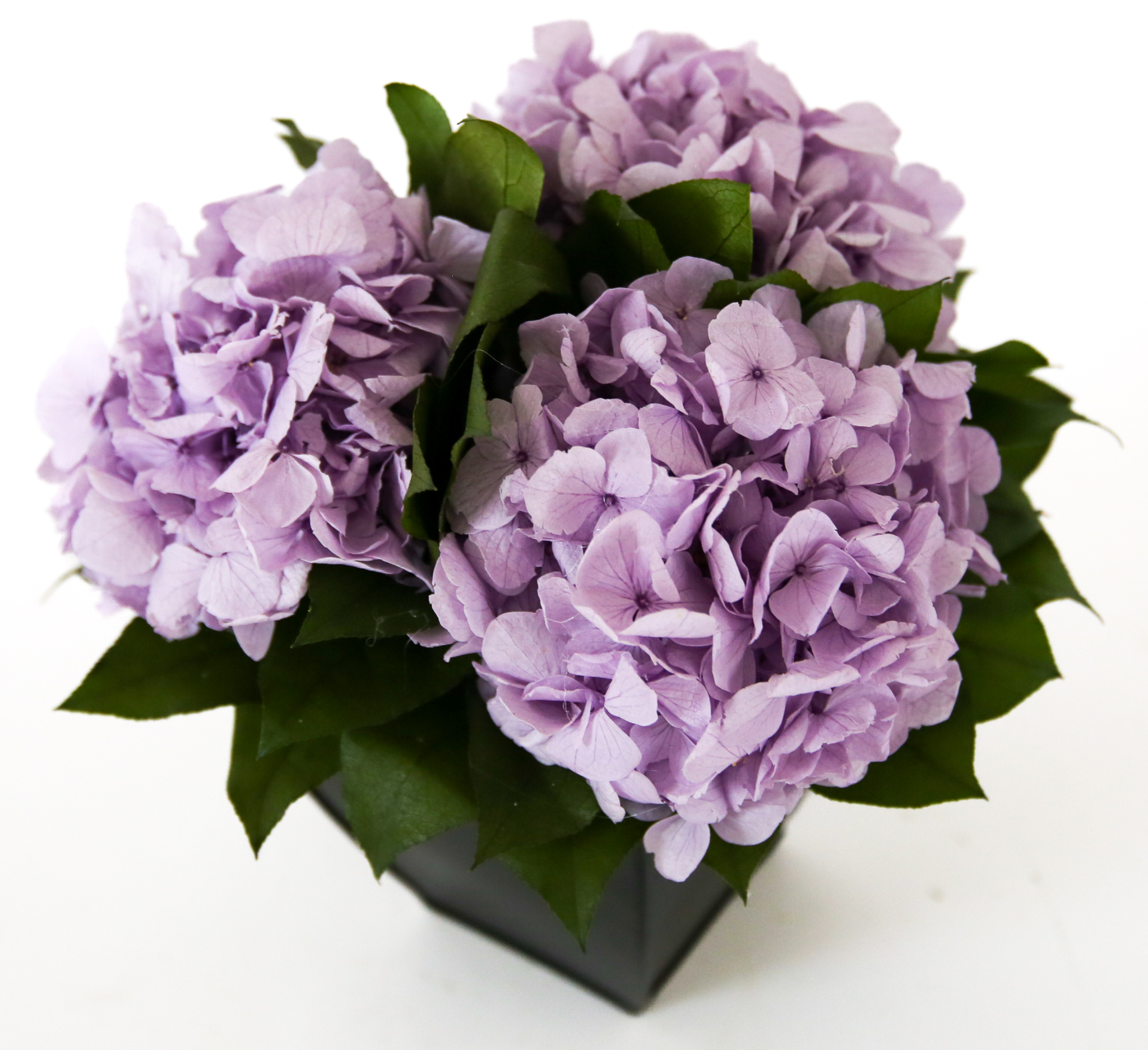 Hydrangeas in Azar - Image 5