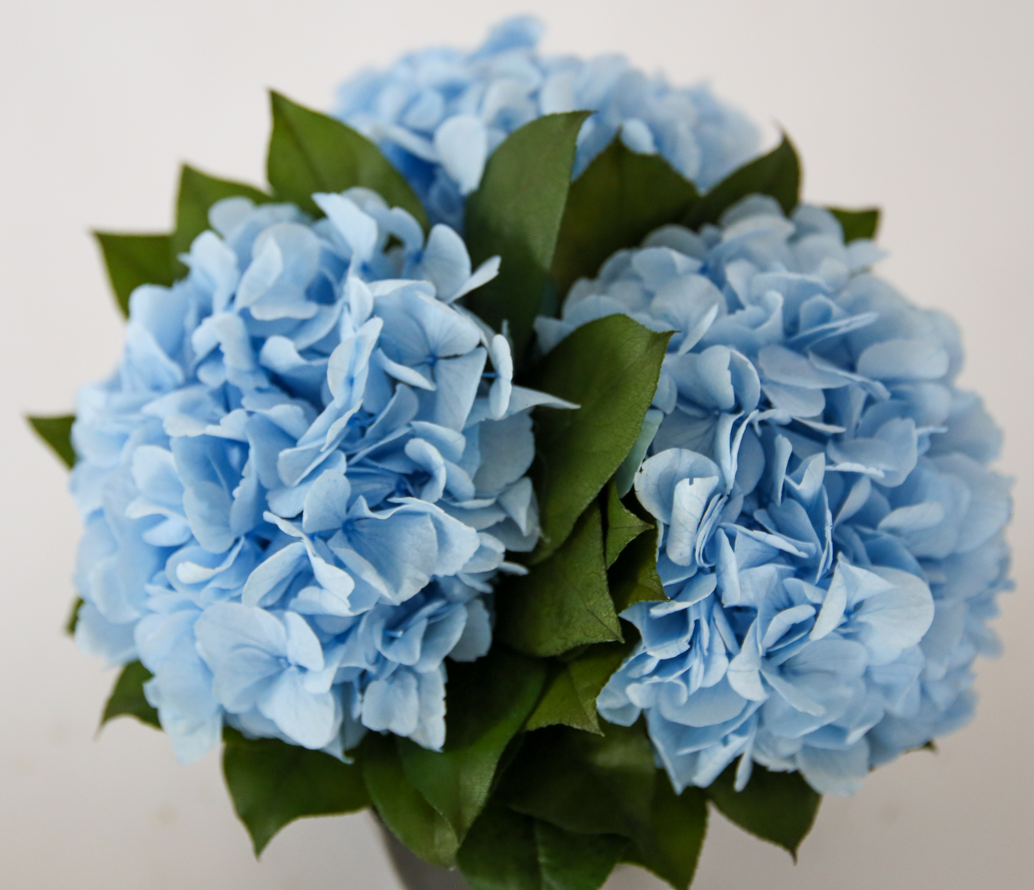 Hydrangeas in Azar - Image 4