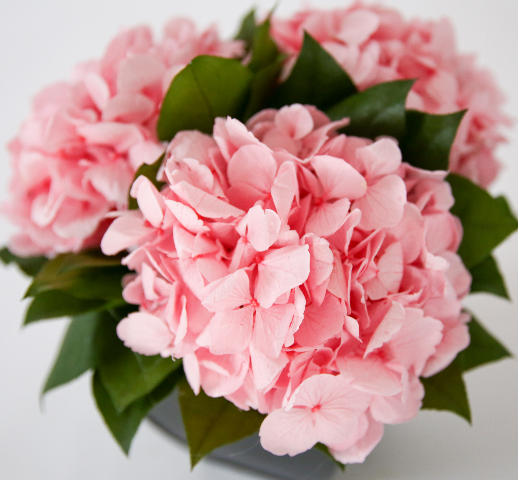Hydrangeas in Azar - Image 2
