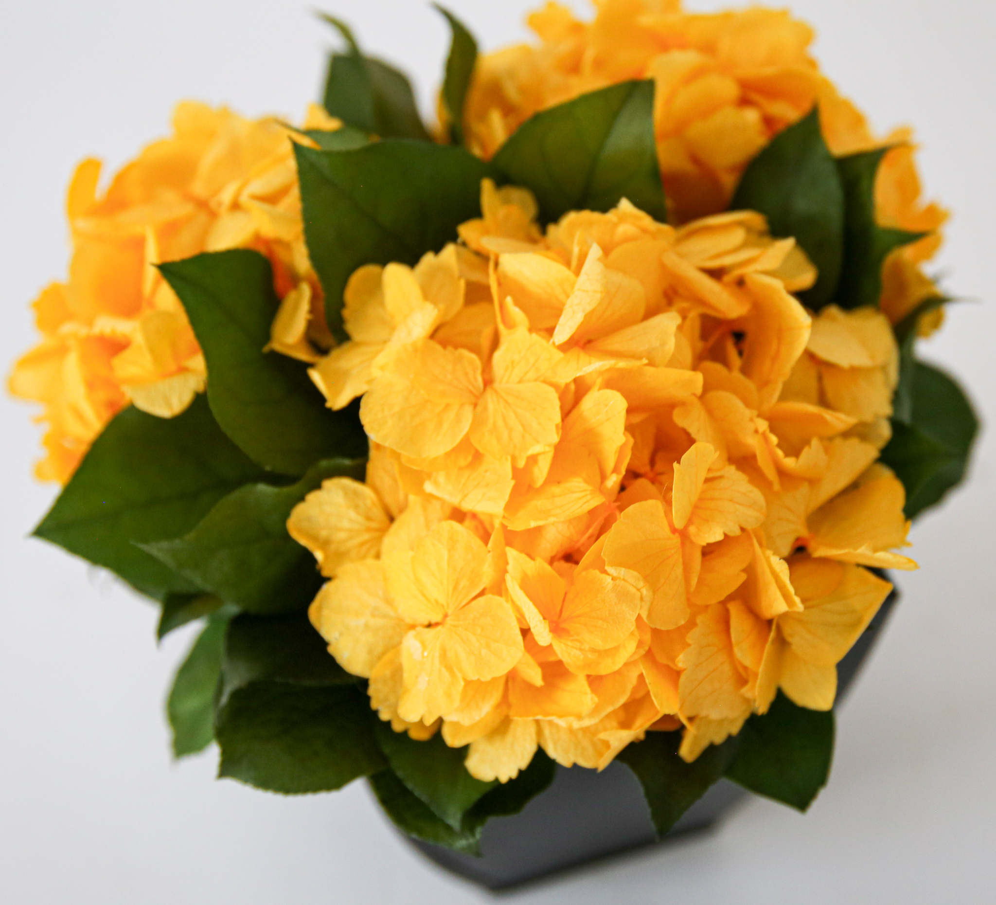 Hydrangeas in Azar - Image 3