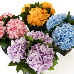 Hydrangeas in Azar